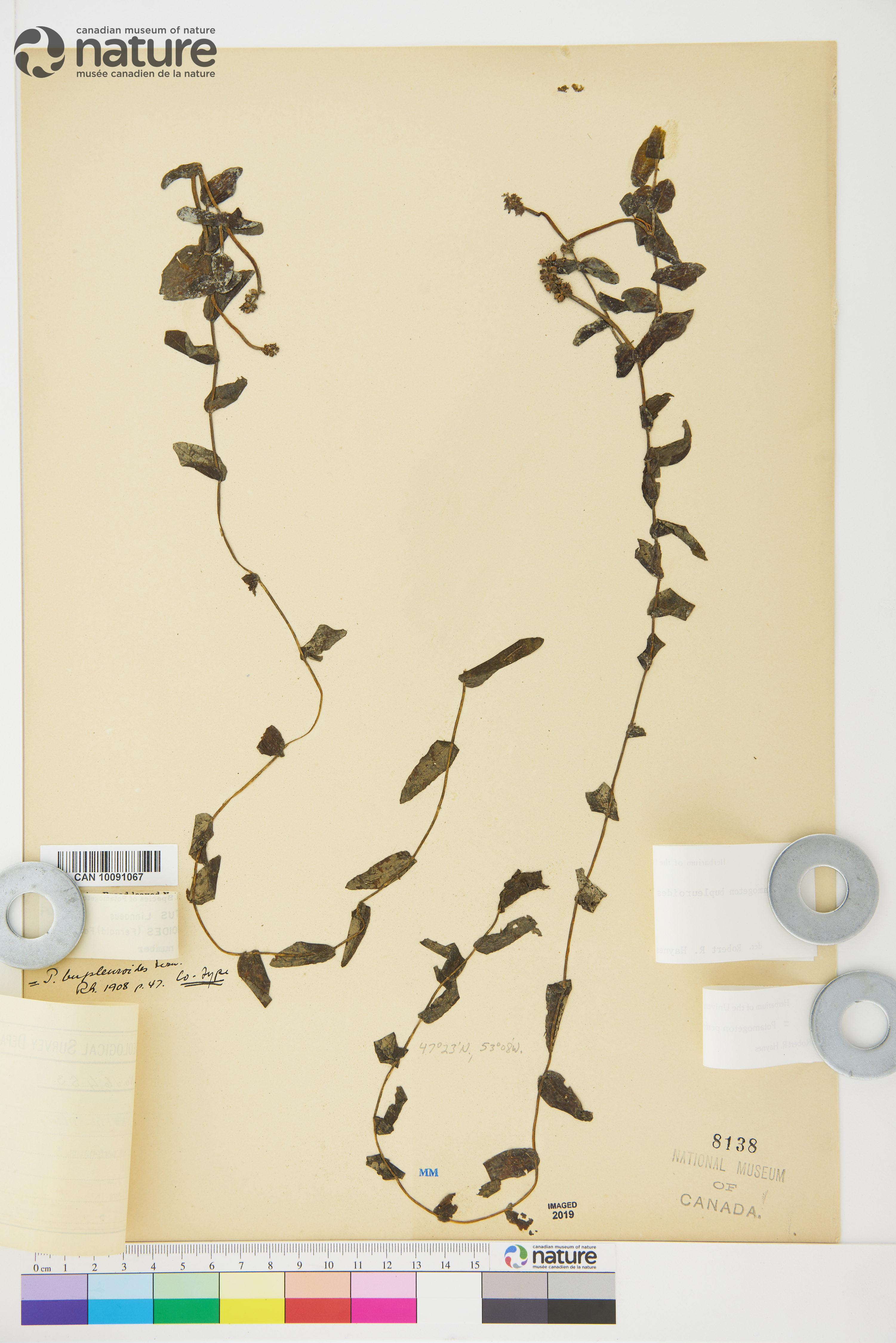 Potamogeton perfoliatus image