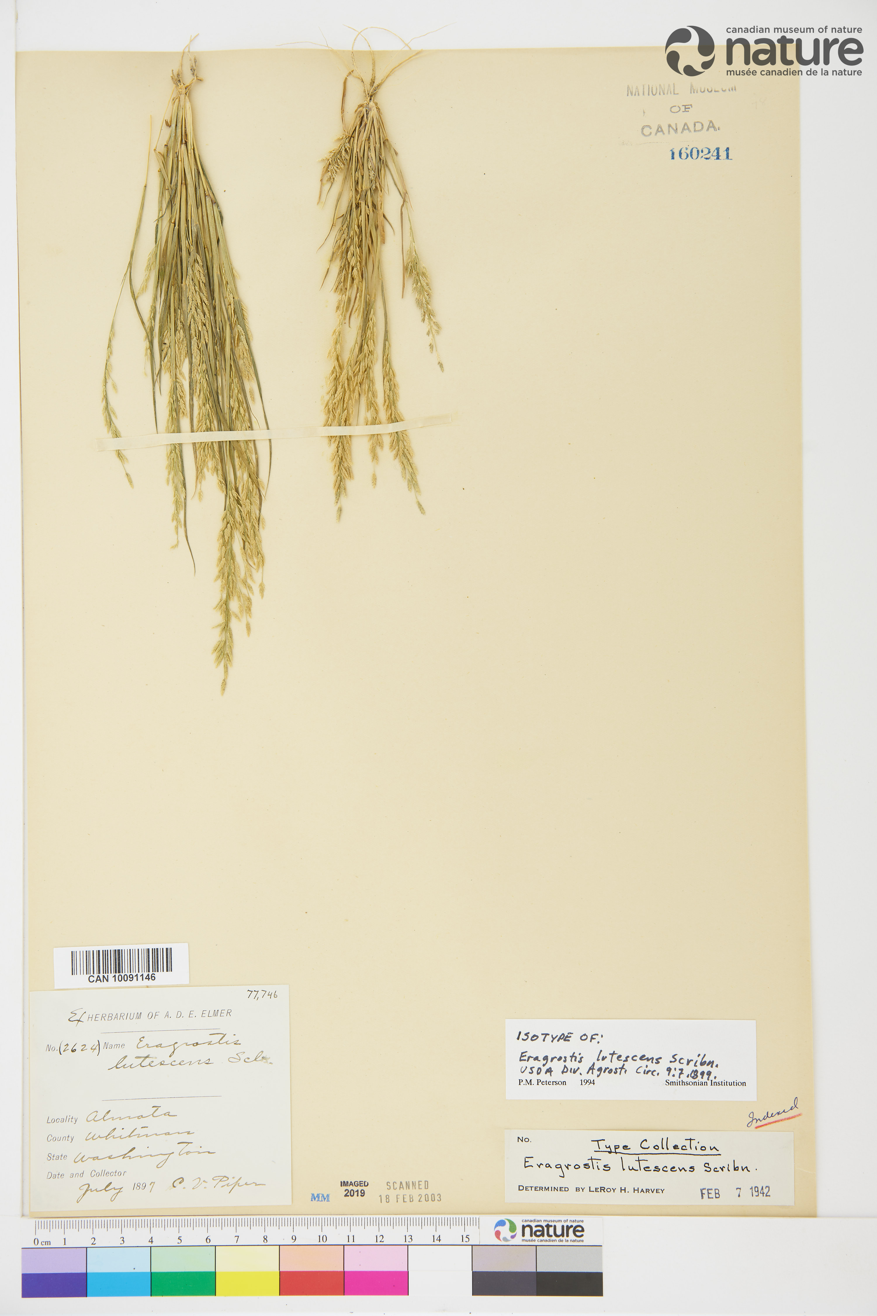Eragrostis lutescens image