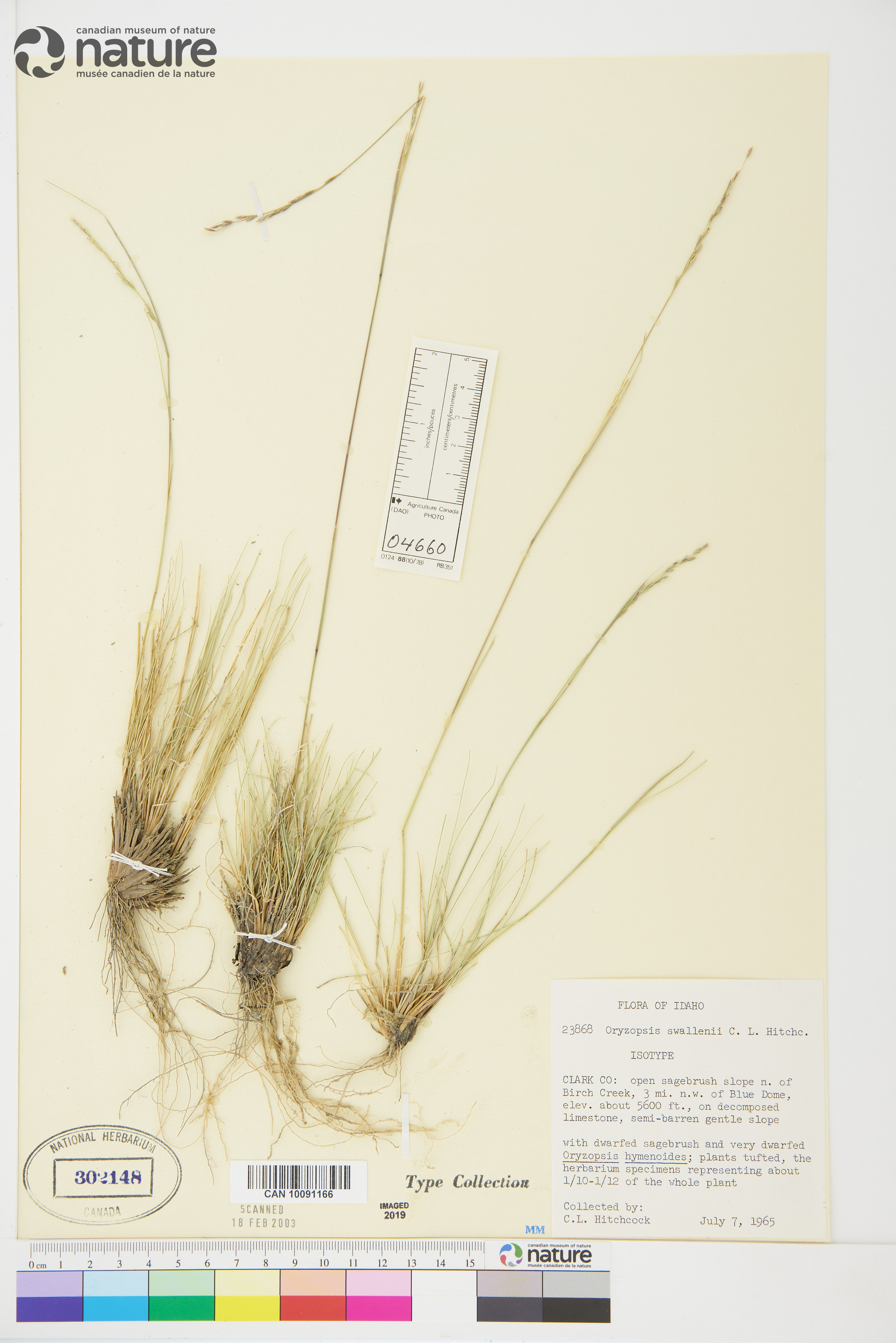Oryzopsis swallenii image