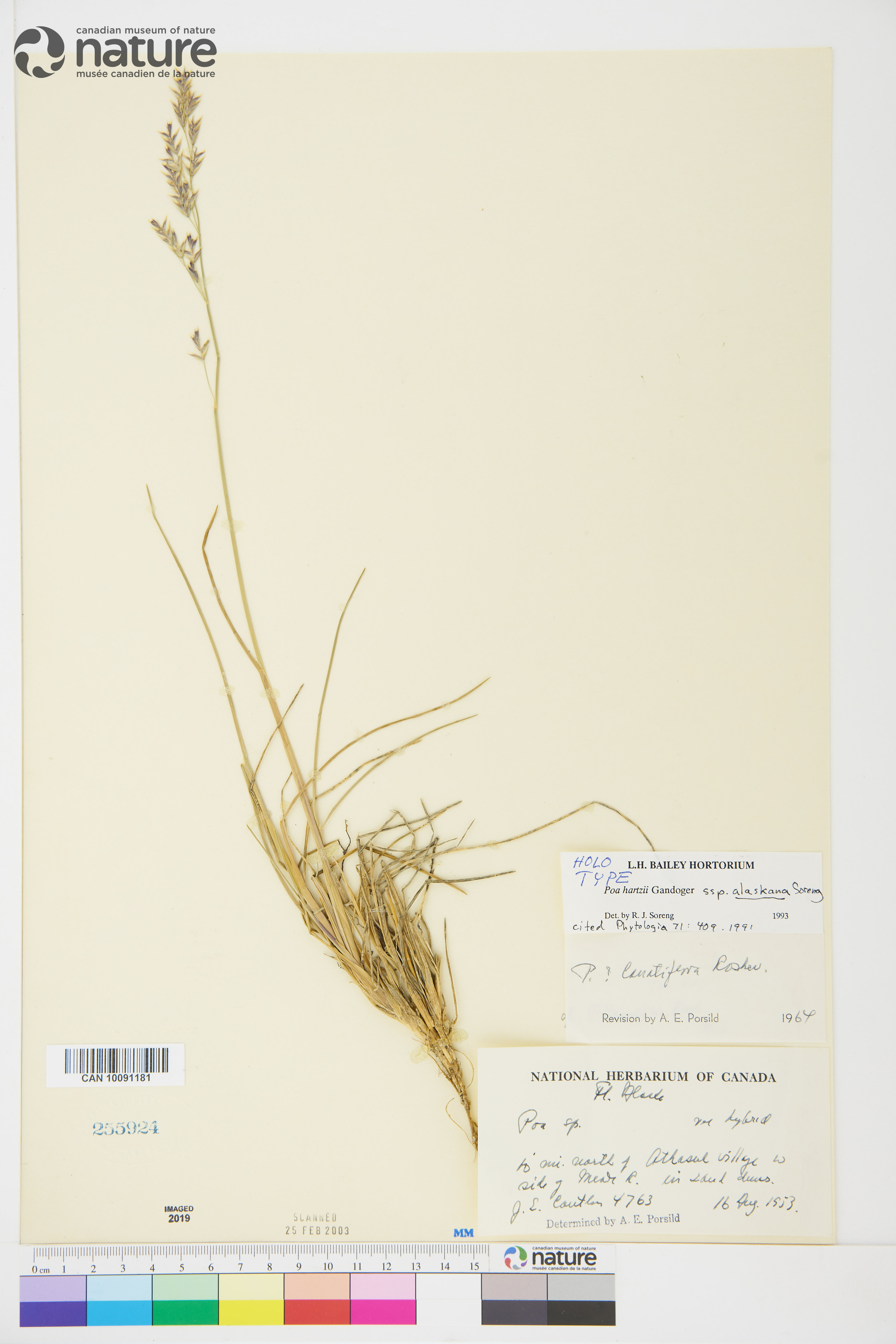 Poa hartzii subsp. alaskana image