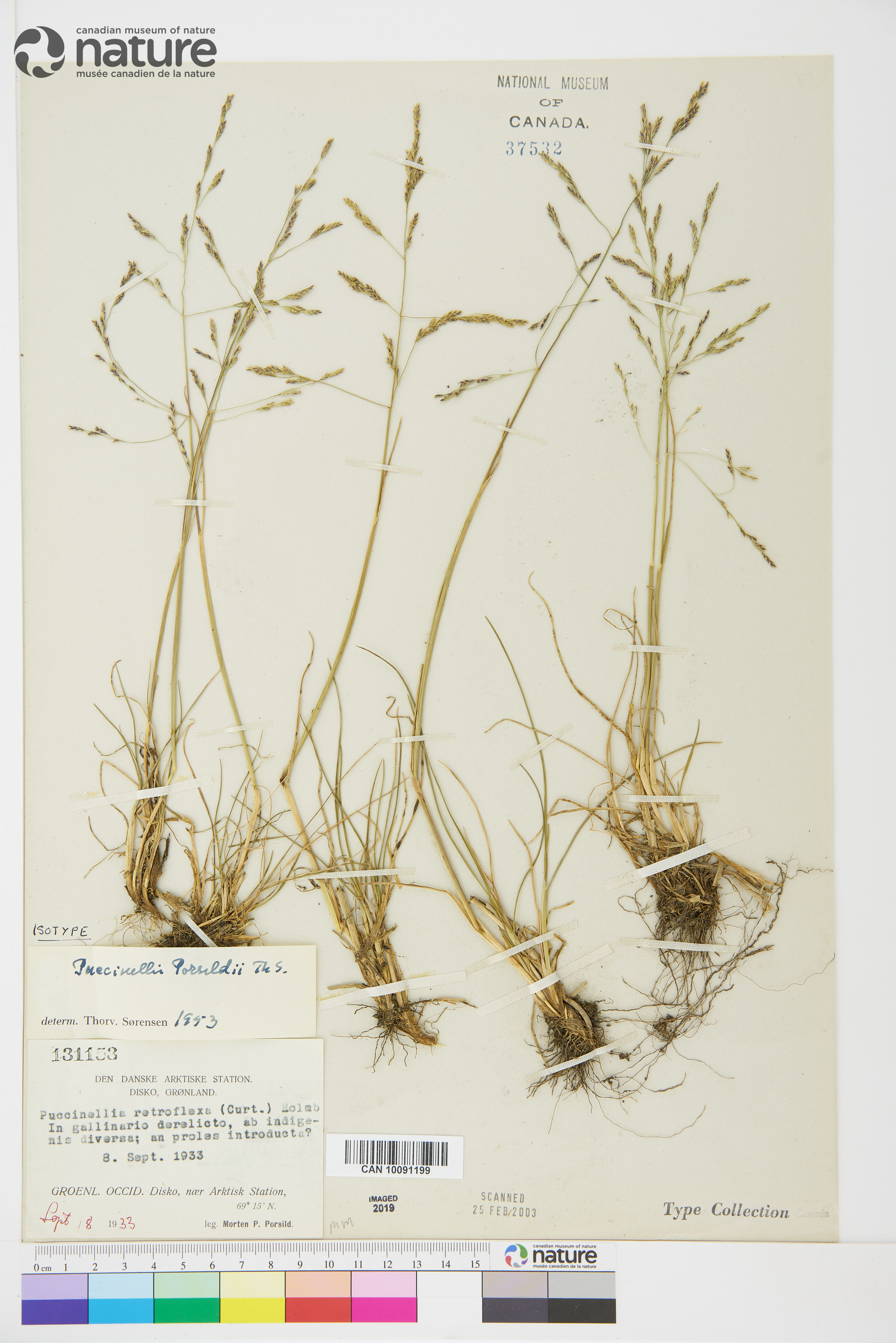 Puccinellia porsildii image