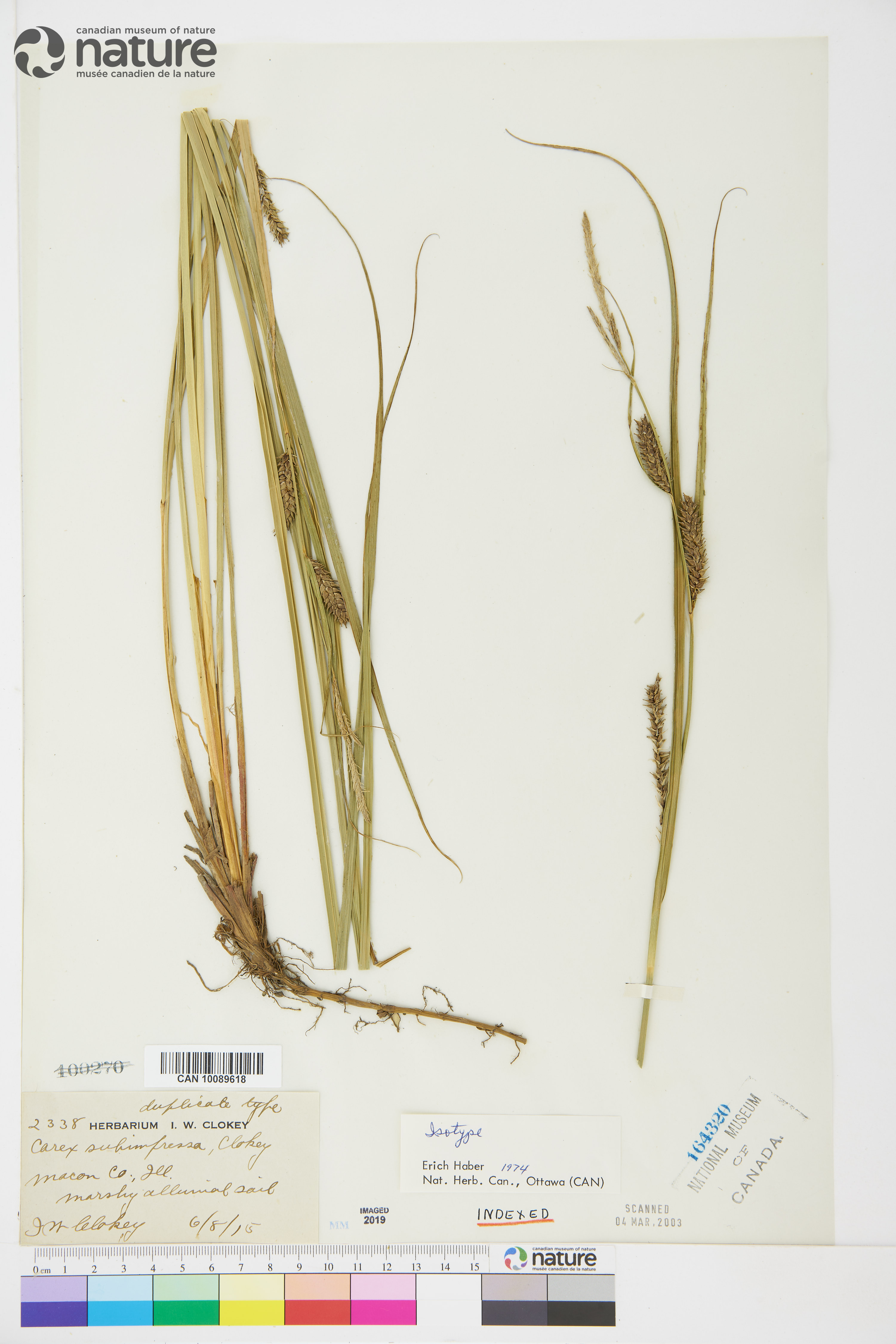 Carex × subimpressa image