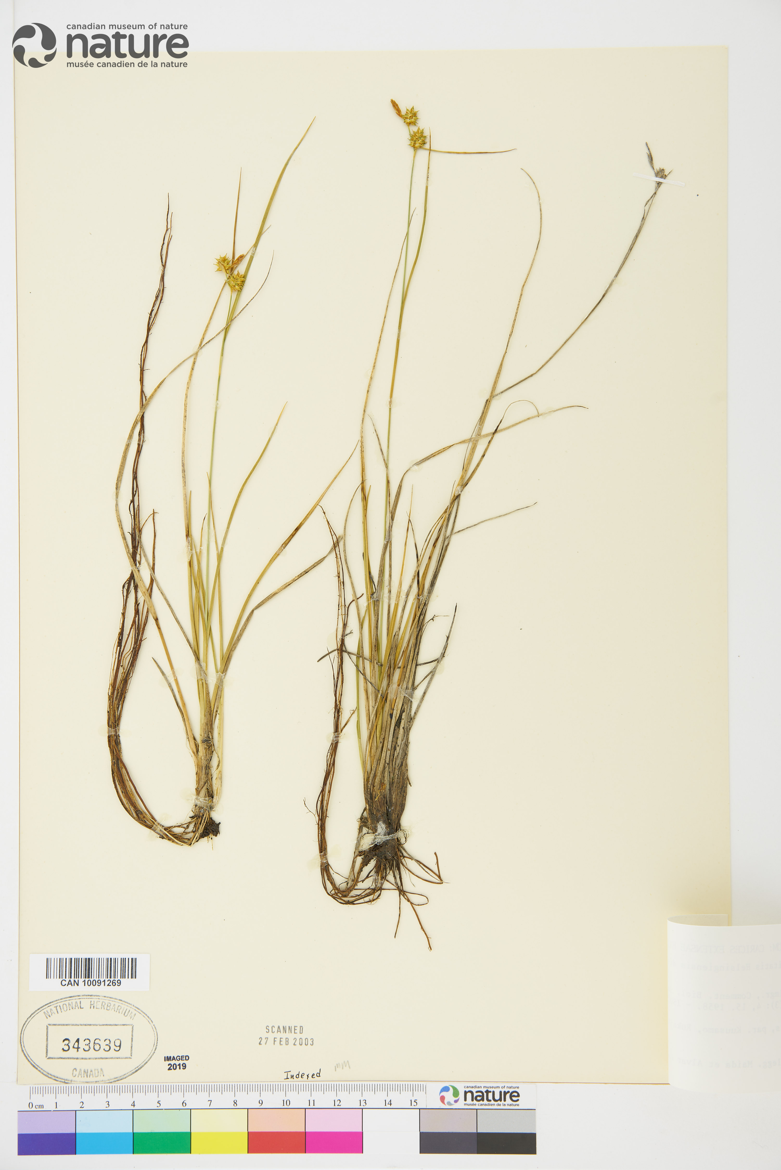 Carex oederi var. bergrothii image