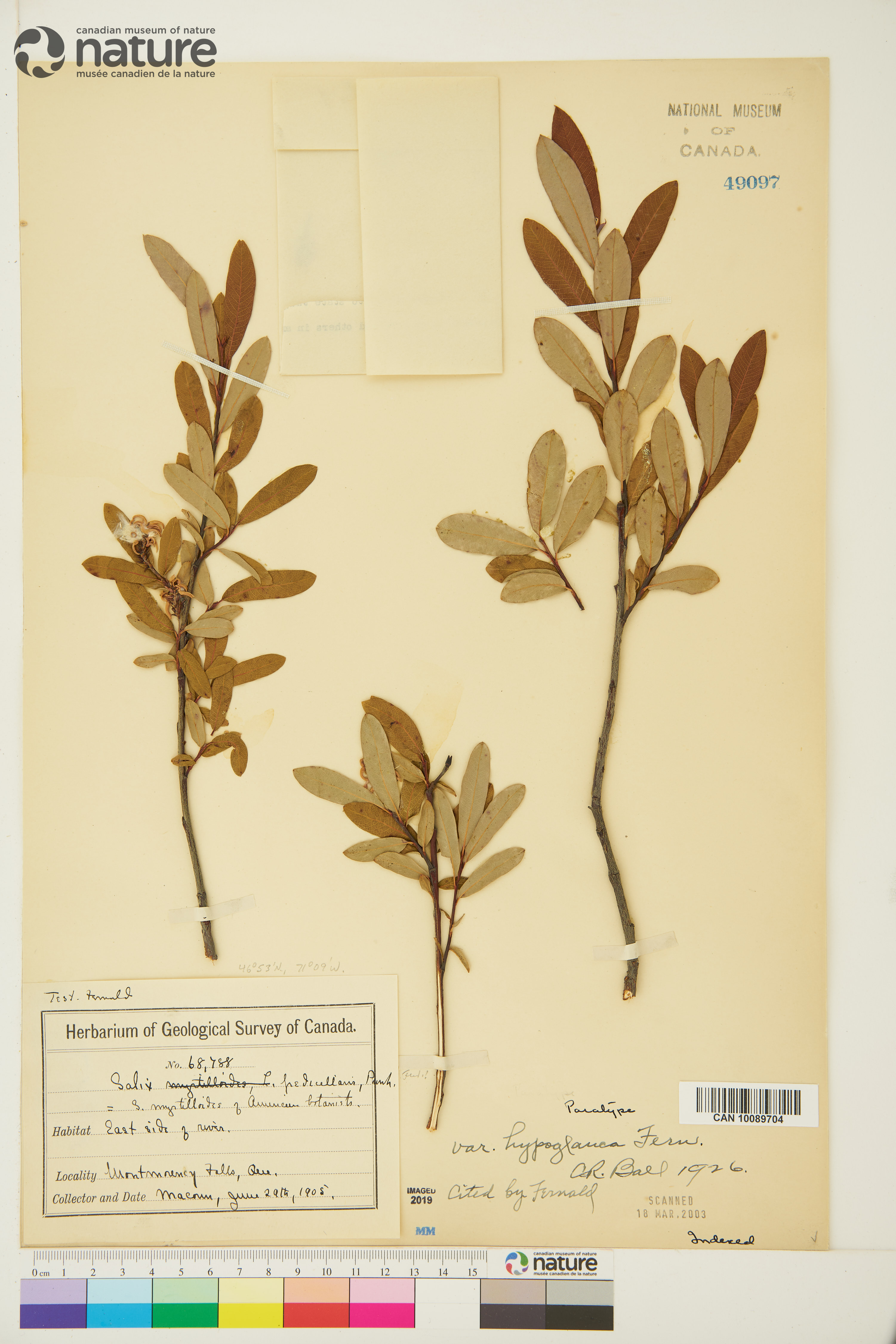 Salix pedicellaris image
