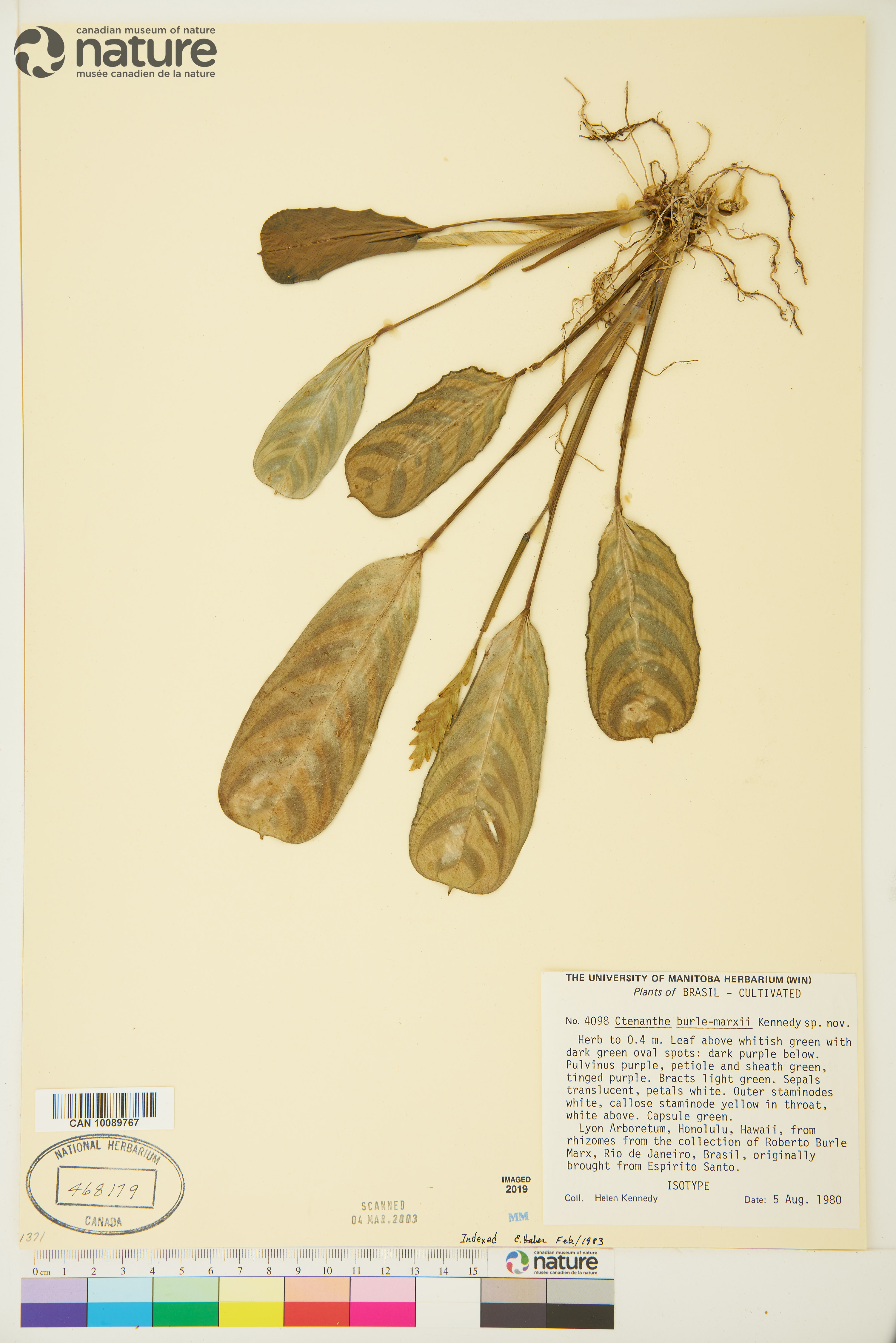 Ctenanthe burle-marxii image