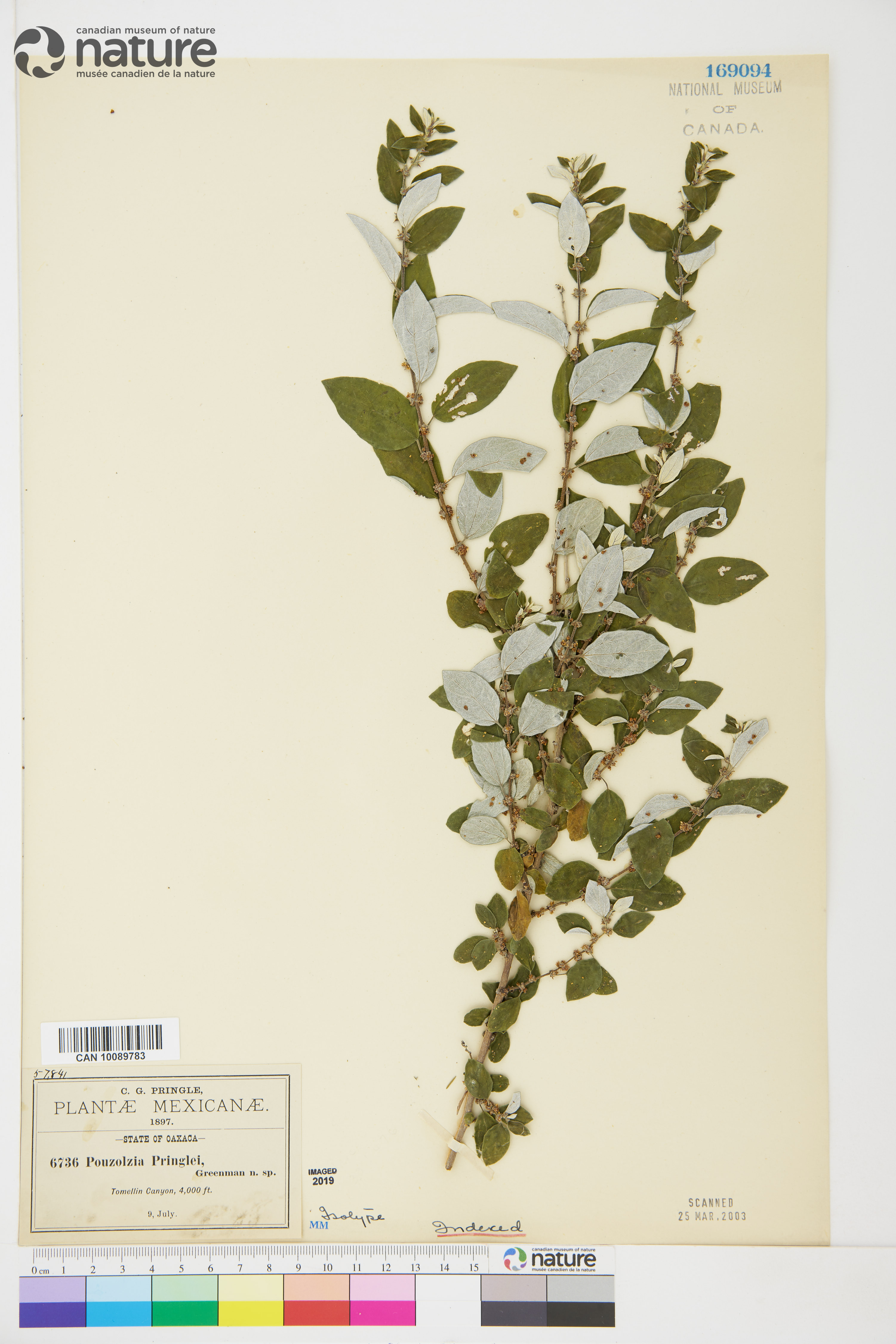 Pouzolzia pringlei image