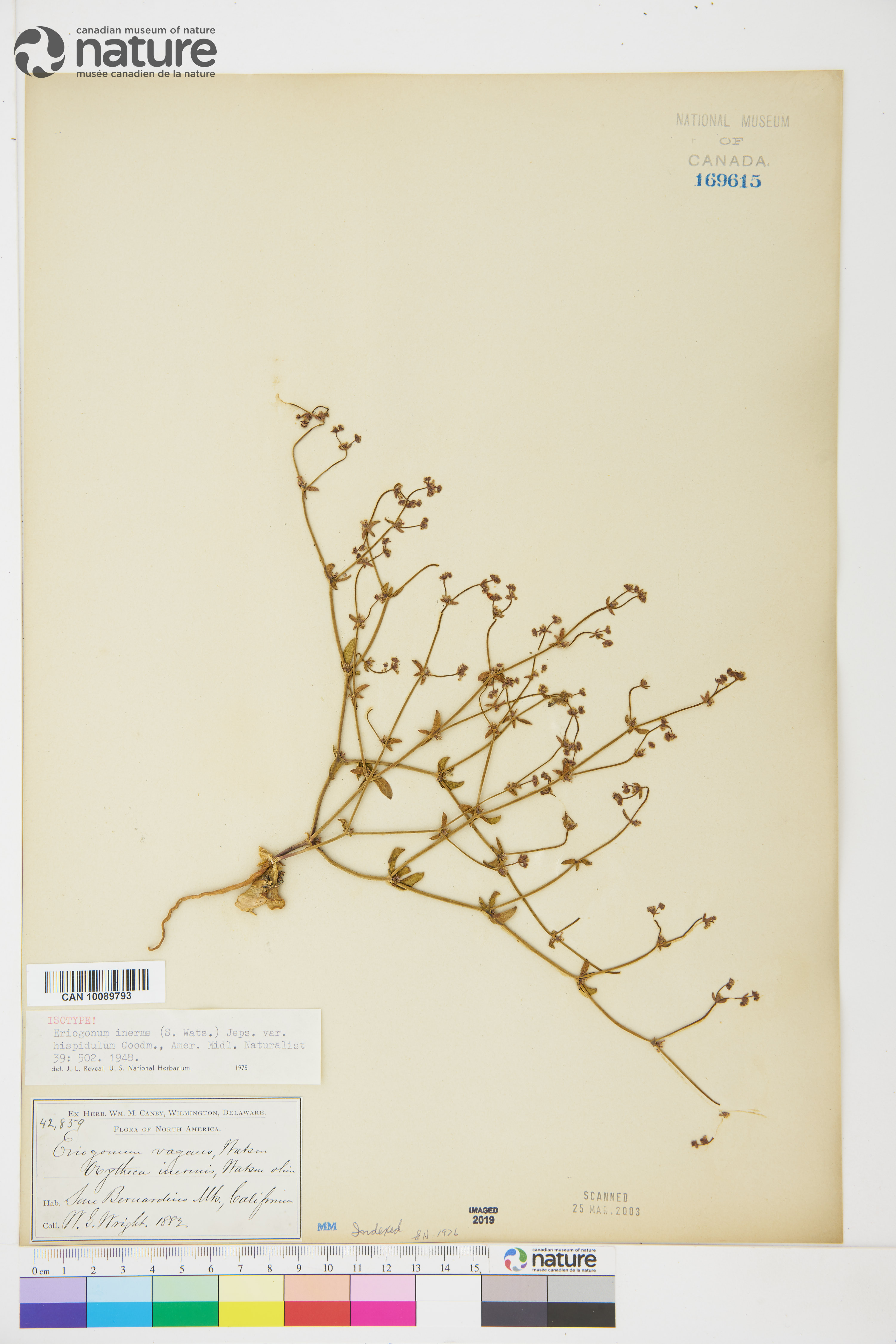 Eriogonum inerme image