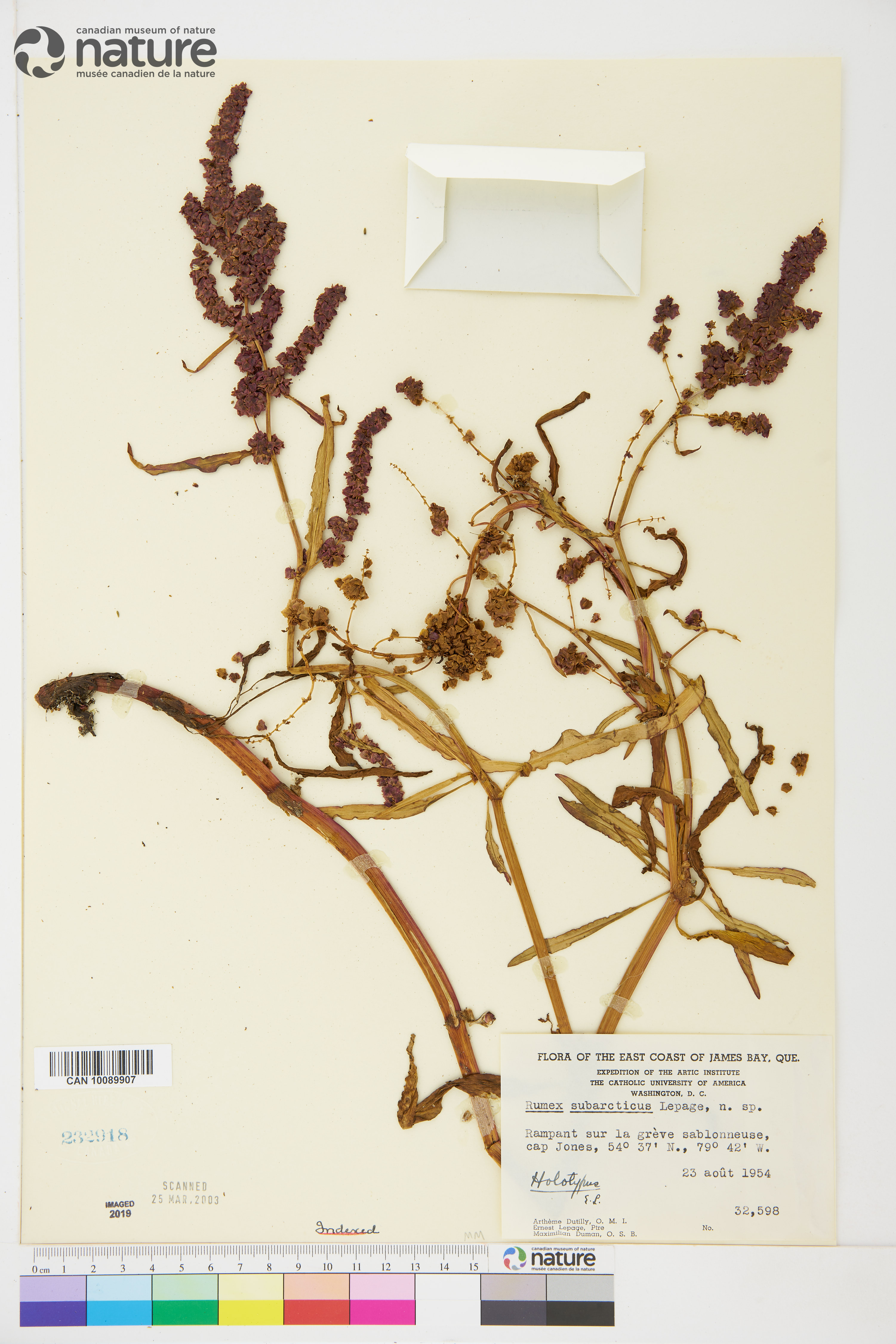 Rumex subarcticus image