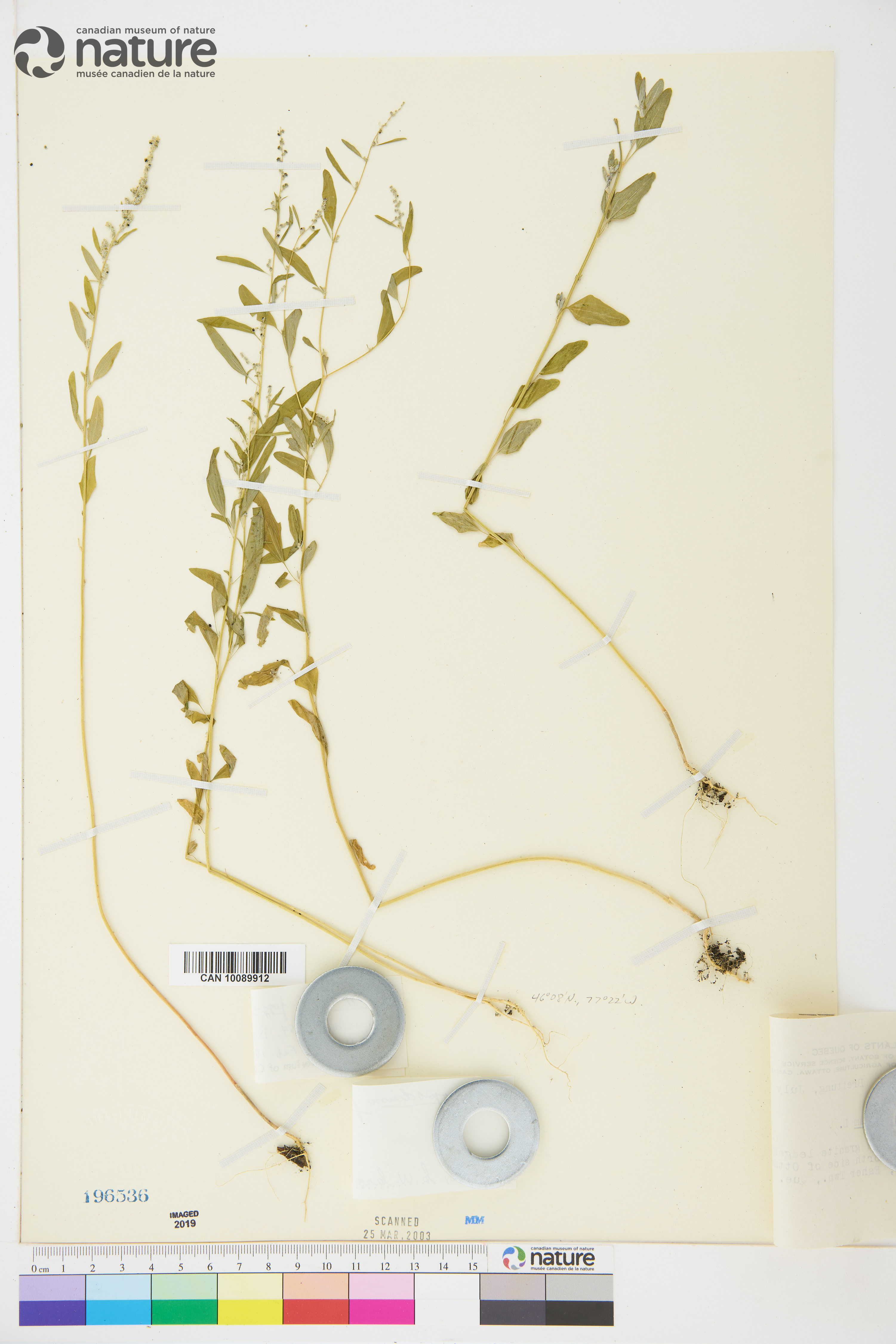 Chenopodium foggii image