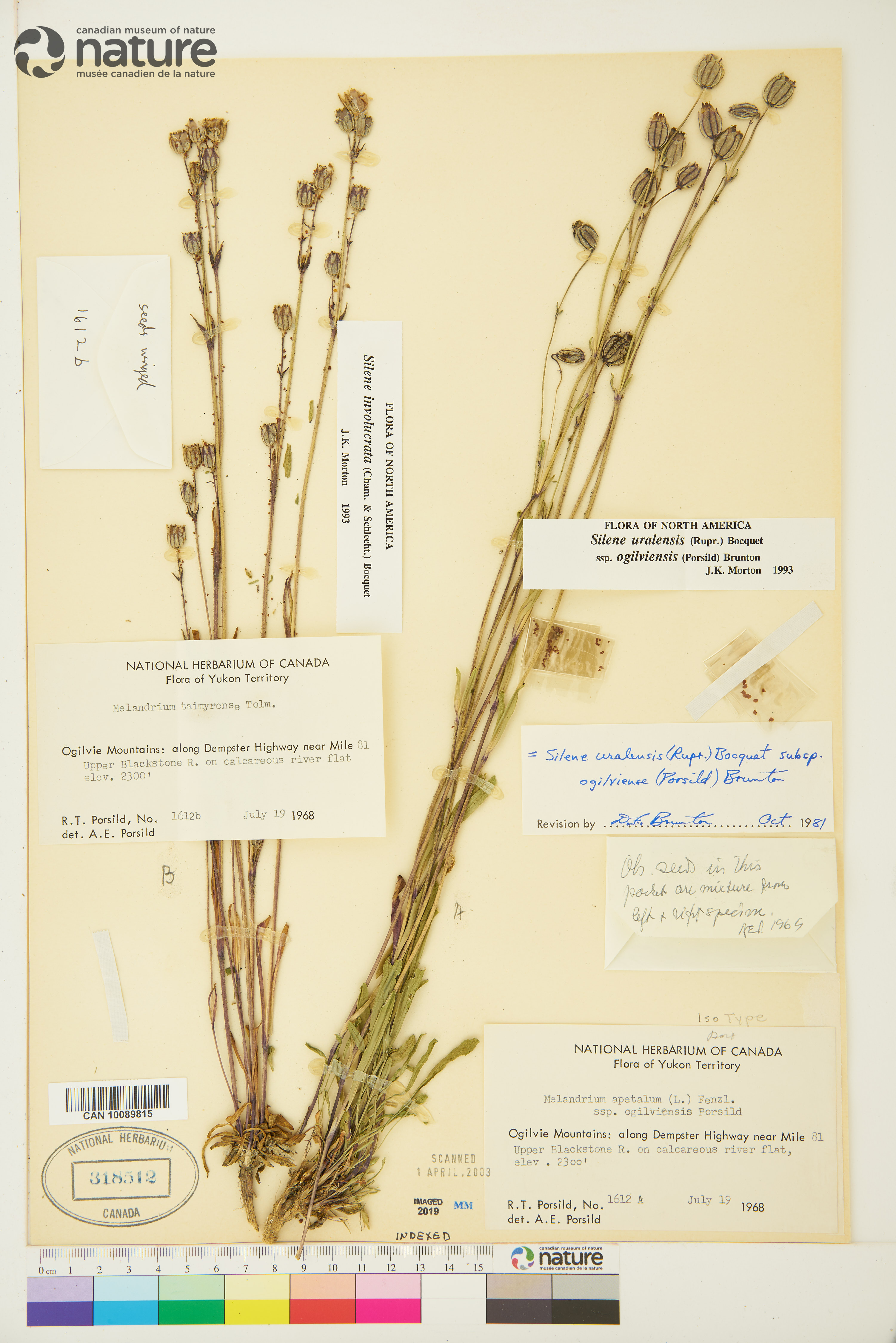 Silene uralensis subsp. ogilviensis image