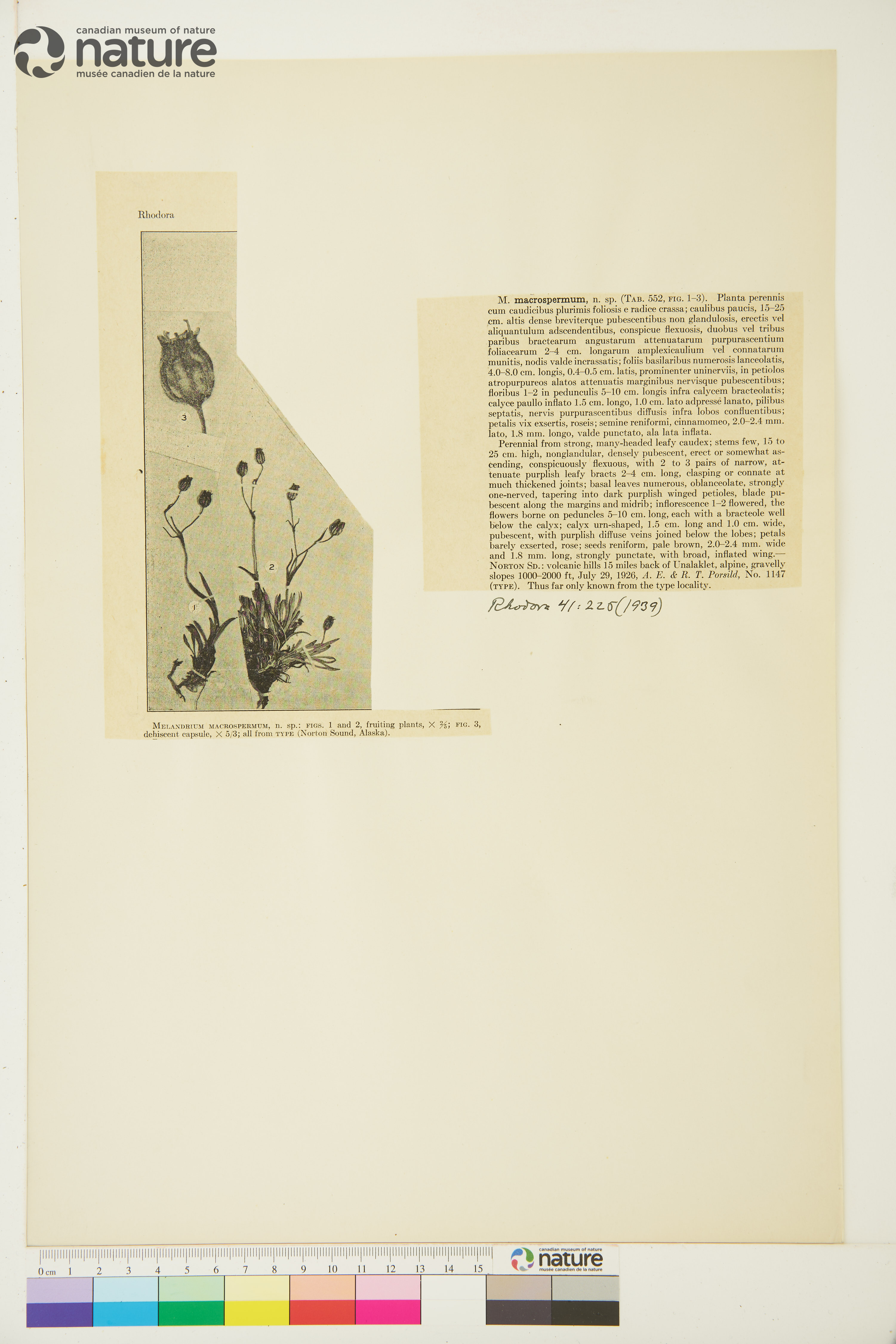 Silene soczaviana image