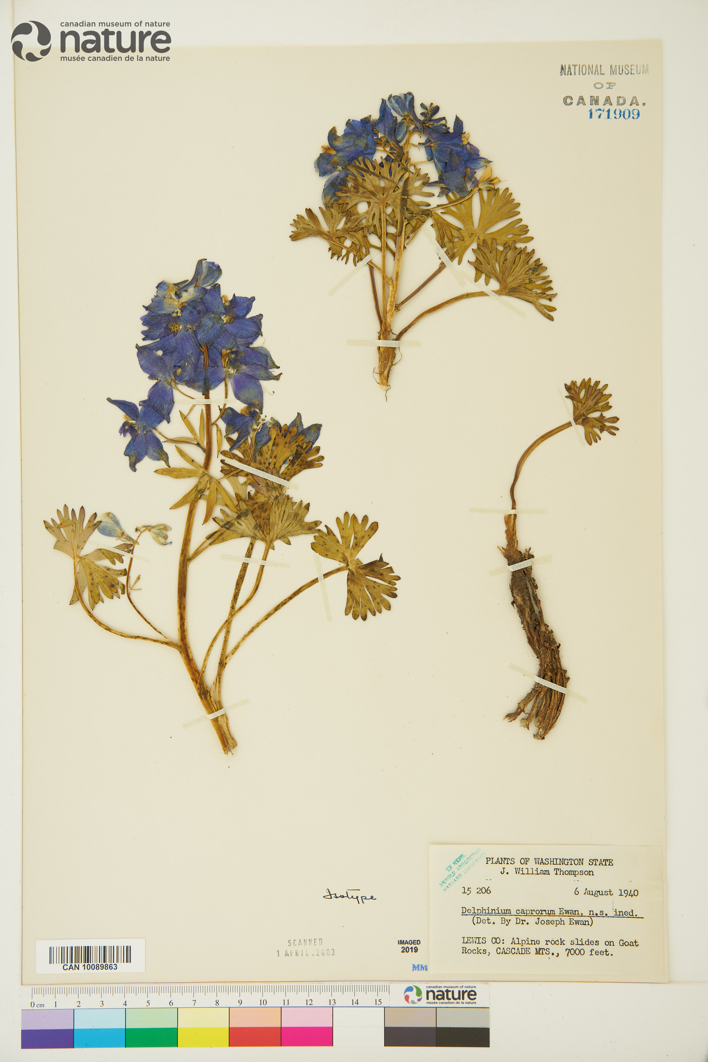 Delphinium glareosum subsp. caprorum image
