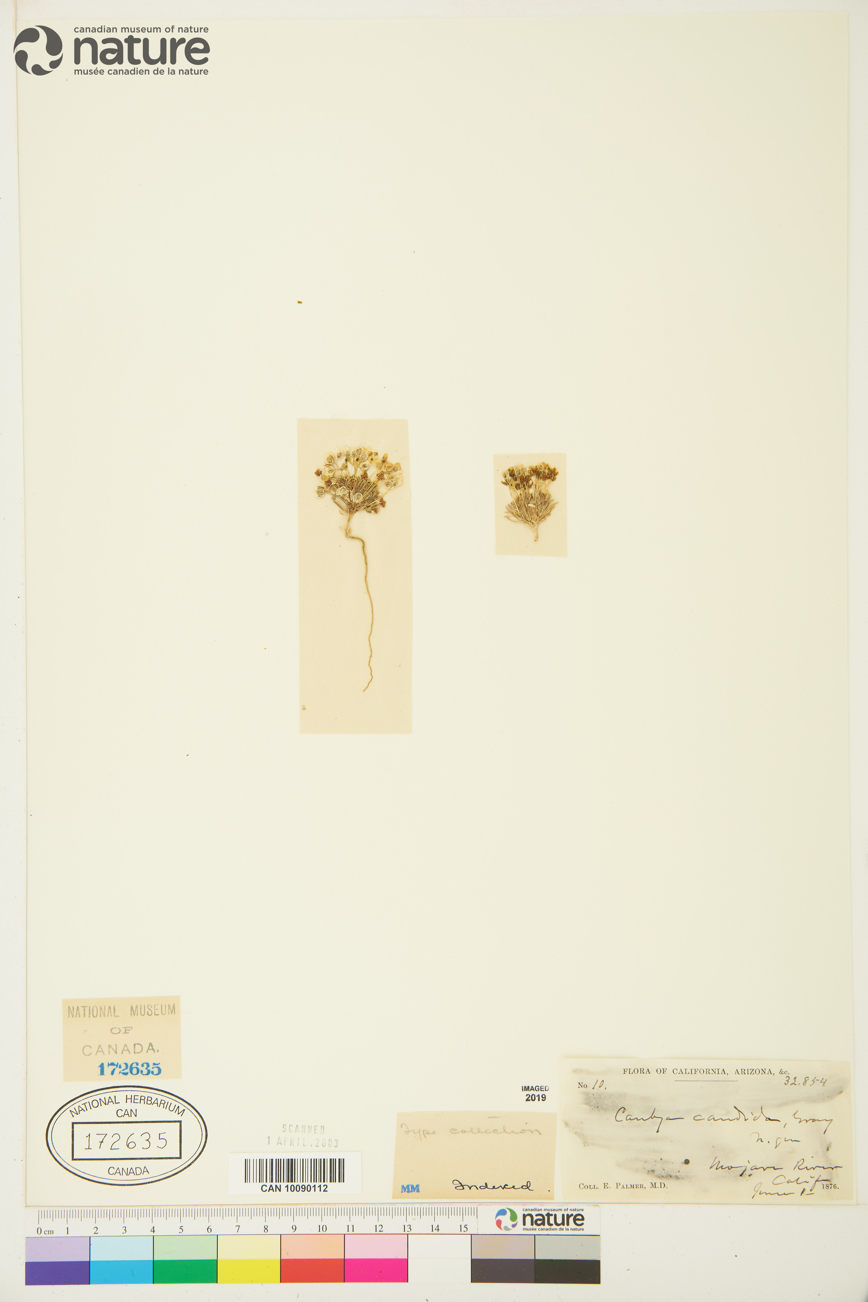 Canbya candida image