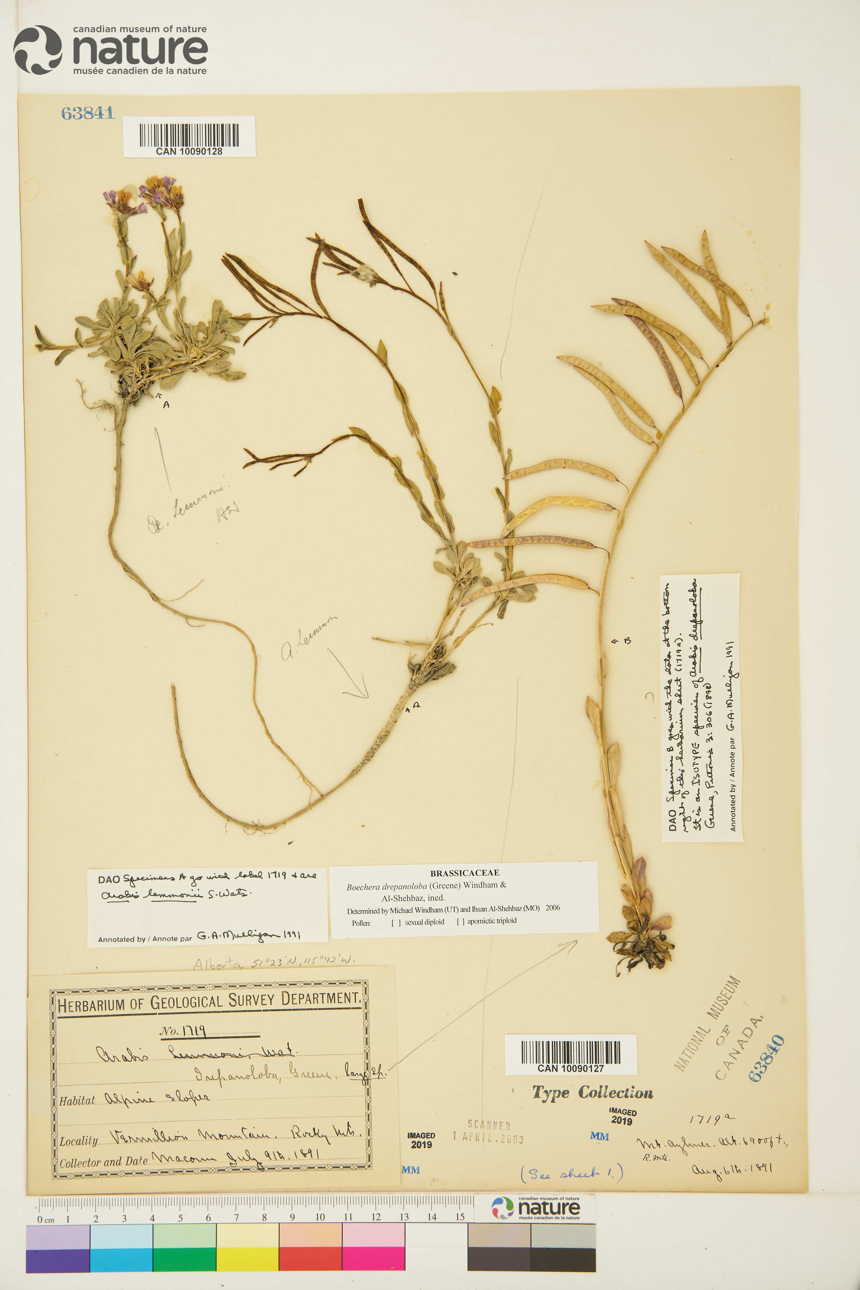 Boechera drepanoloba image