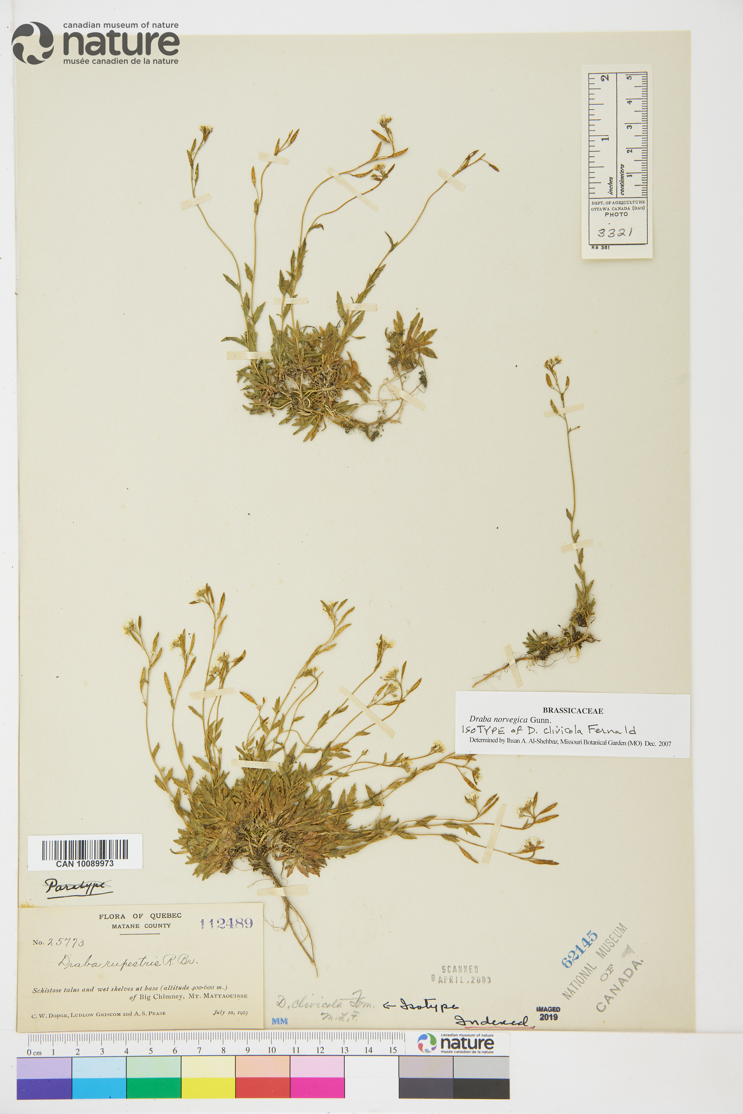 Draba norvegica var. clivicola image