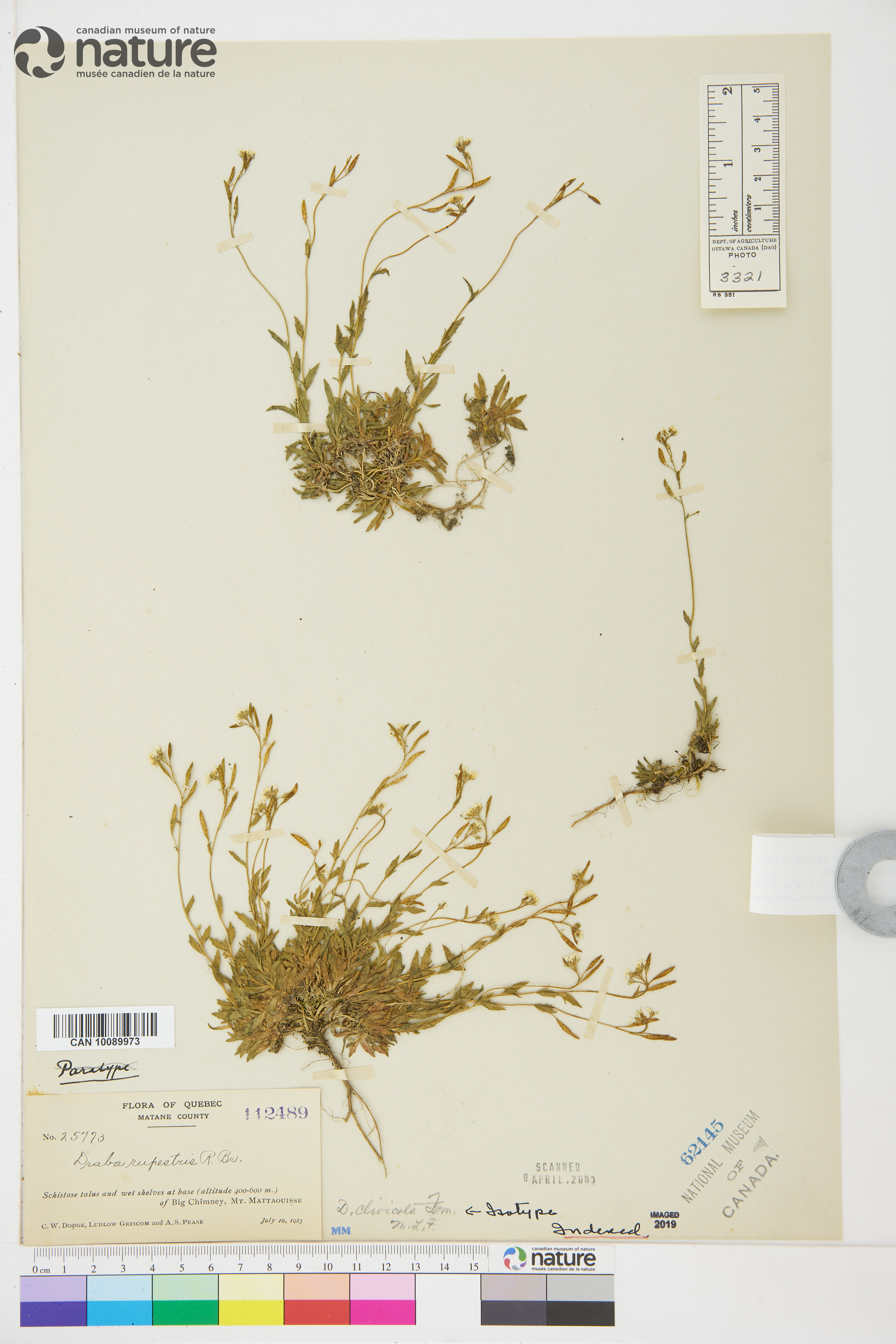 Draba norvegica var. clivicola image