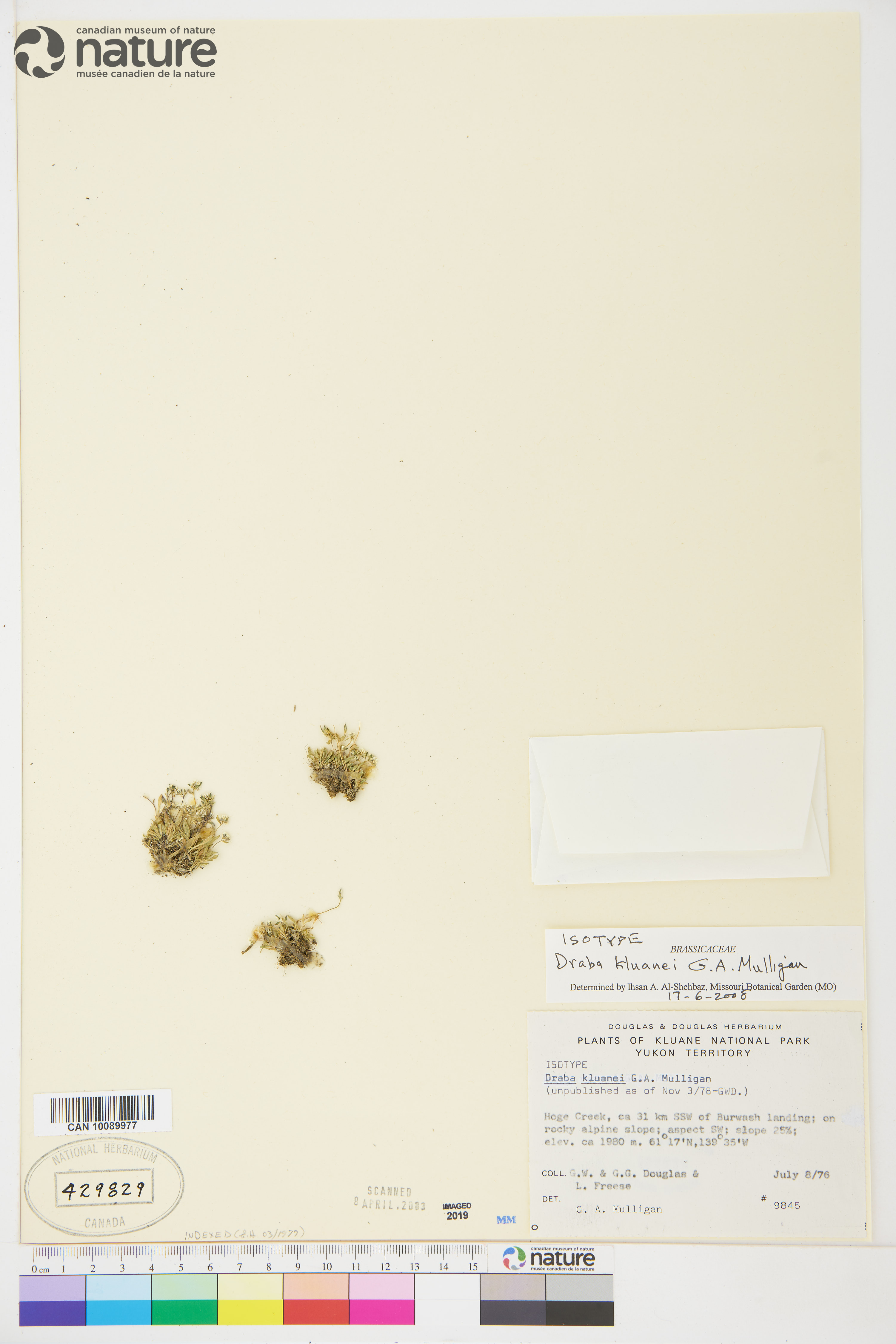 Draba kluanei image