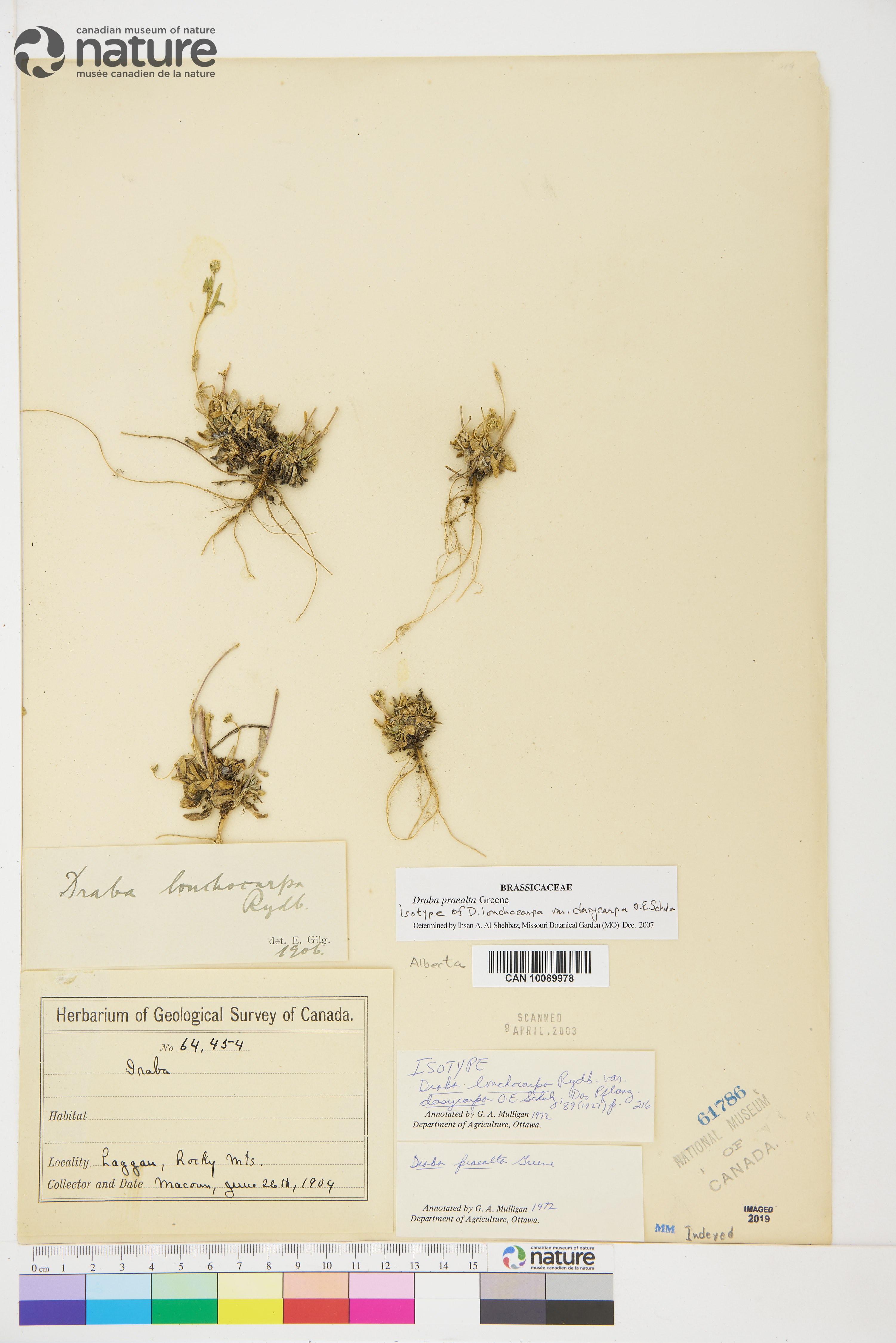 Draba lonchocarpa var. lonchocarpa image