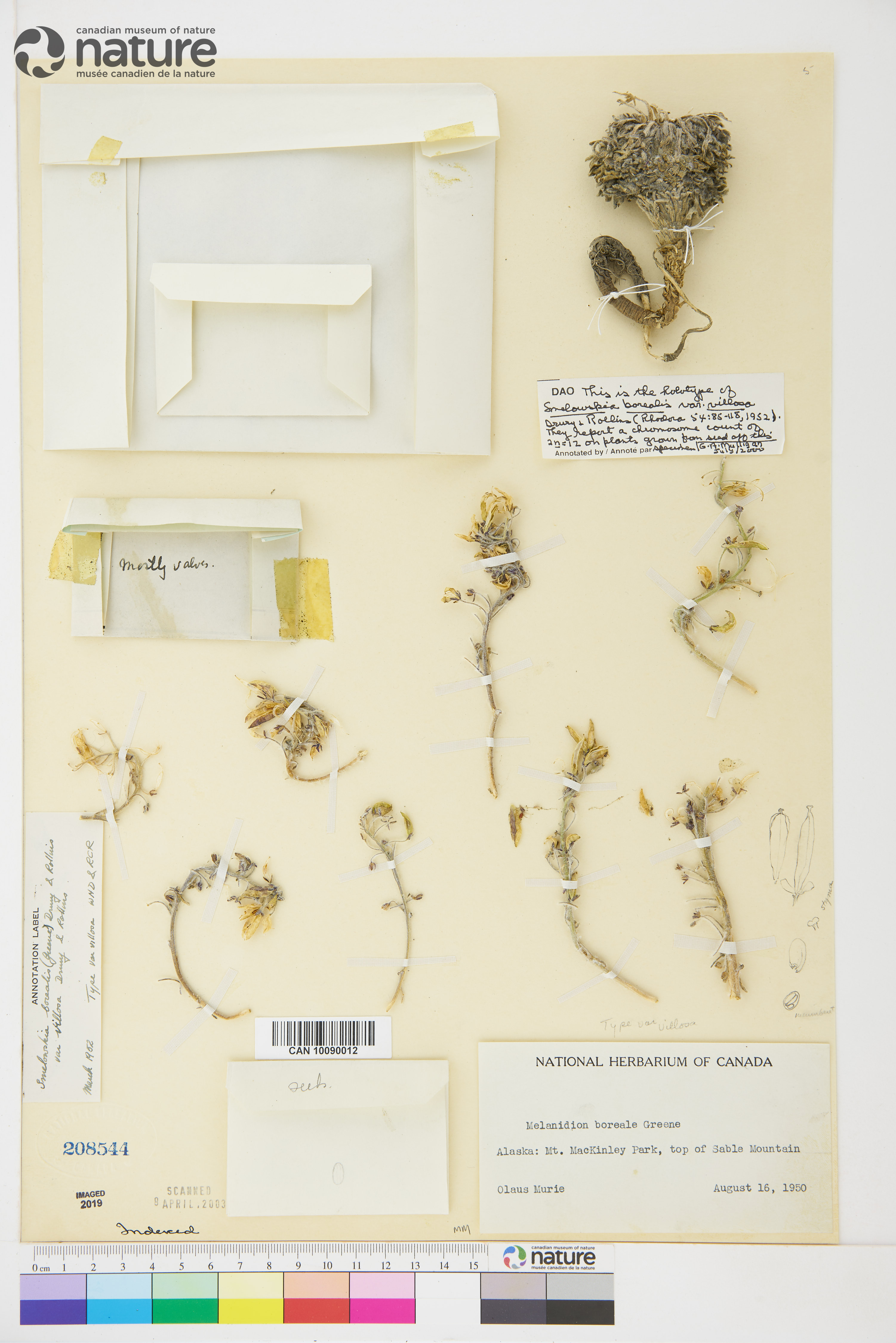 Smelowskia borealis var. villosa image