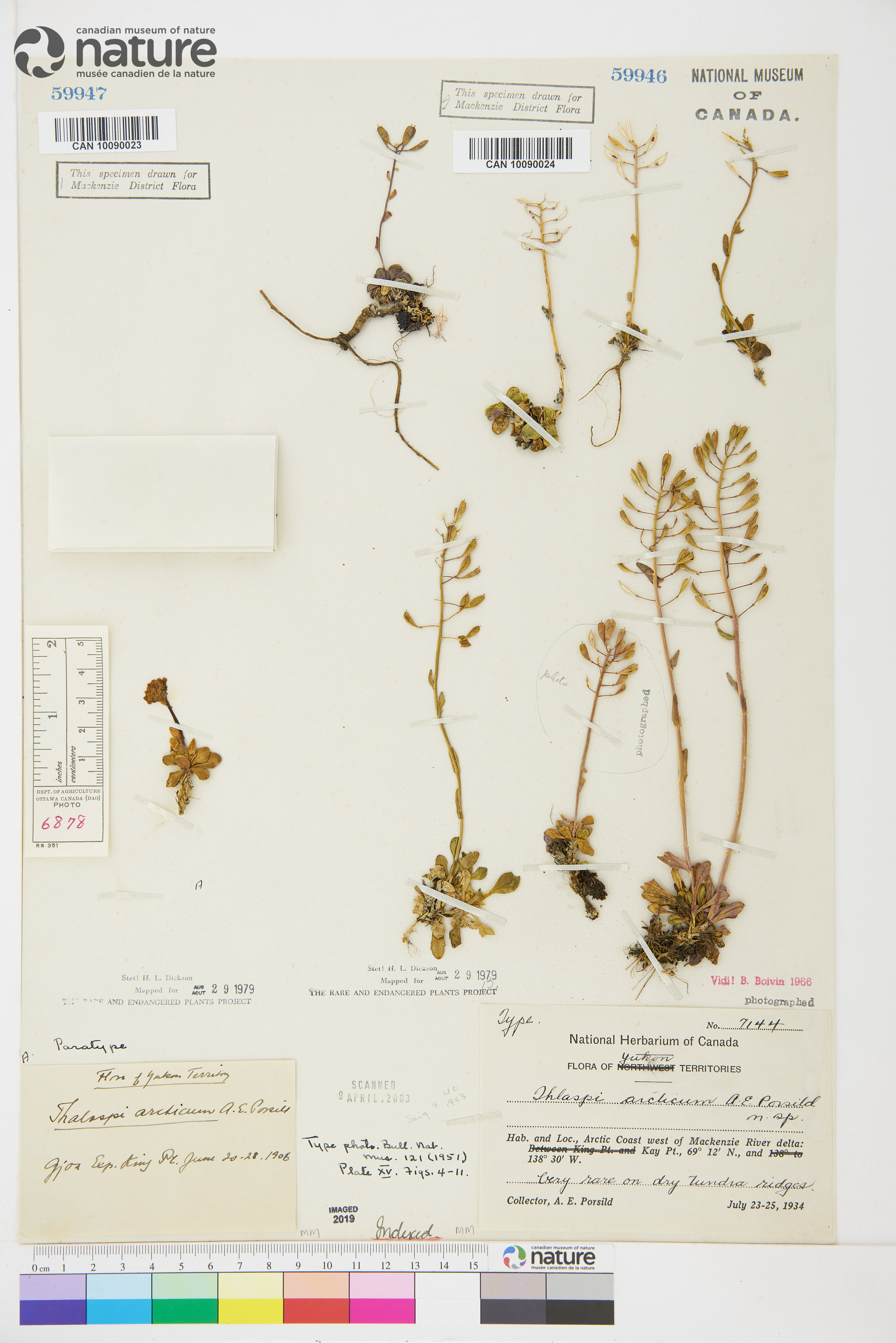 Noccaea arctica image