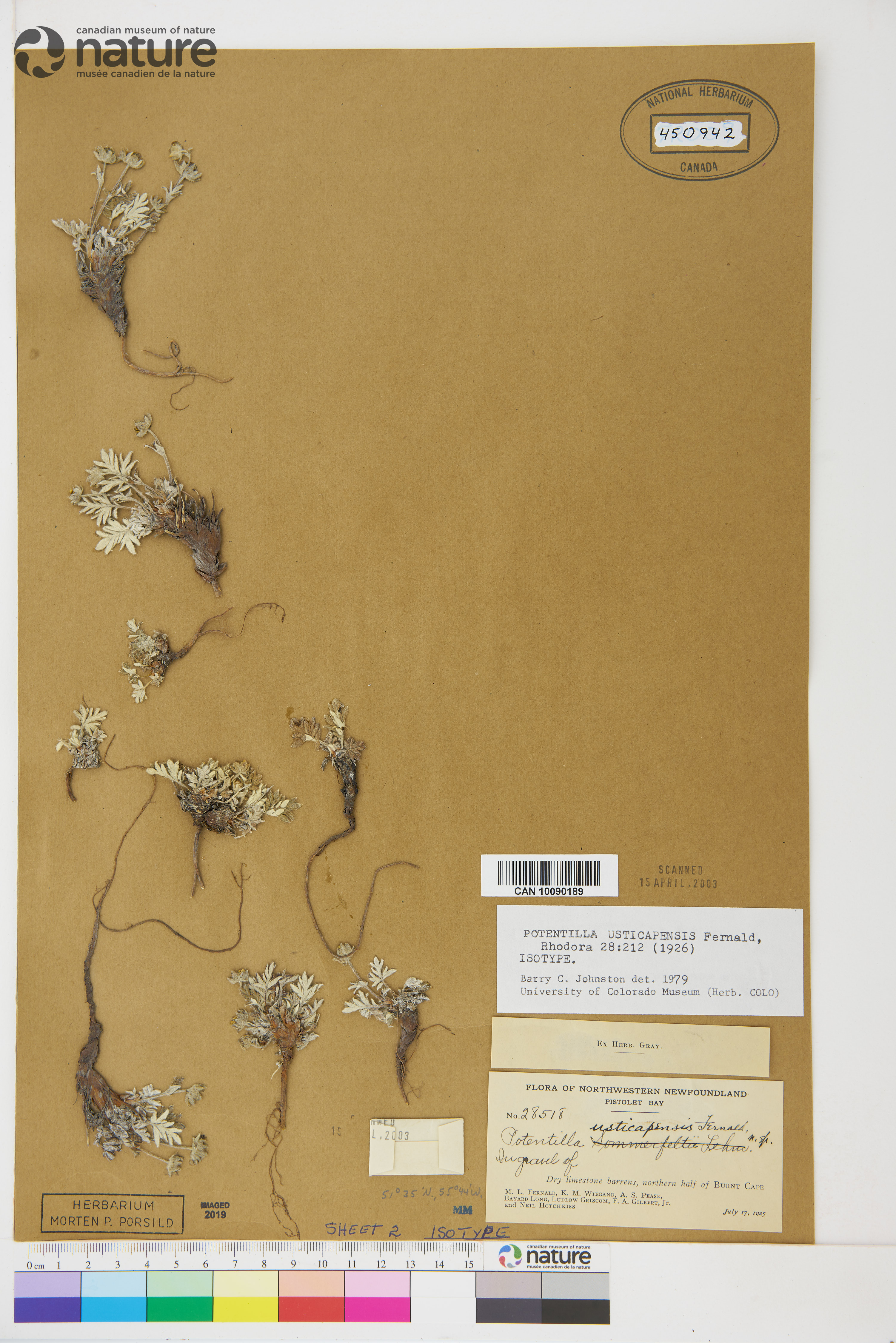 Potentilla pulchella var. pulchella image