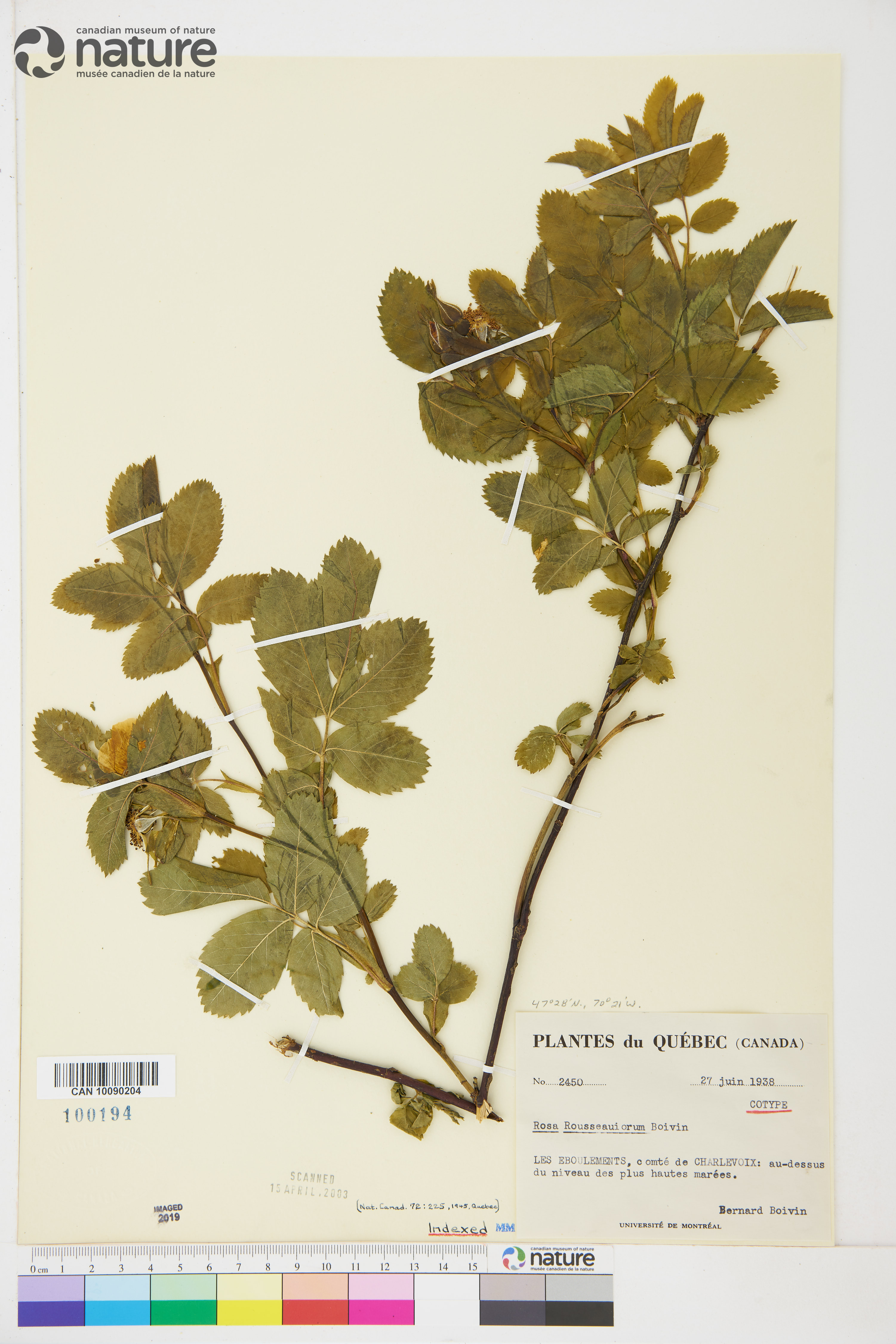 Rosa blanda var. blanda image