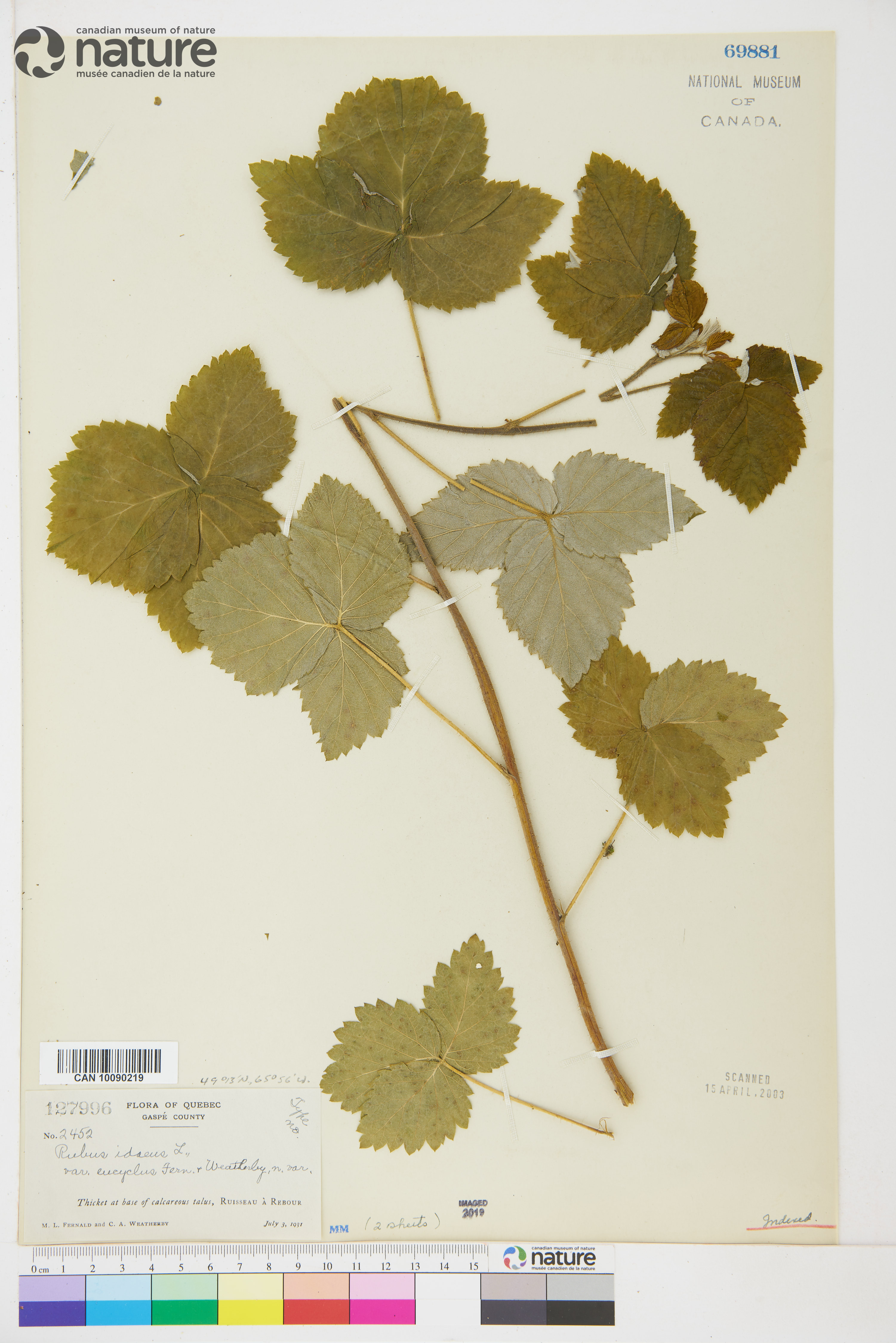 Rubus idaeus subsp. idaeus image