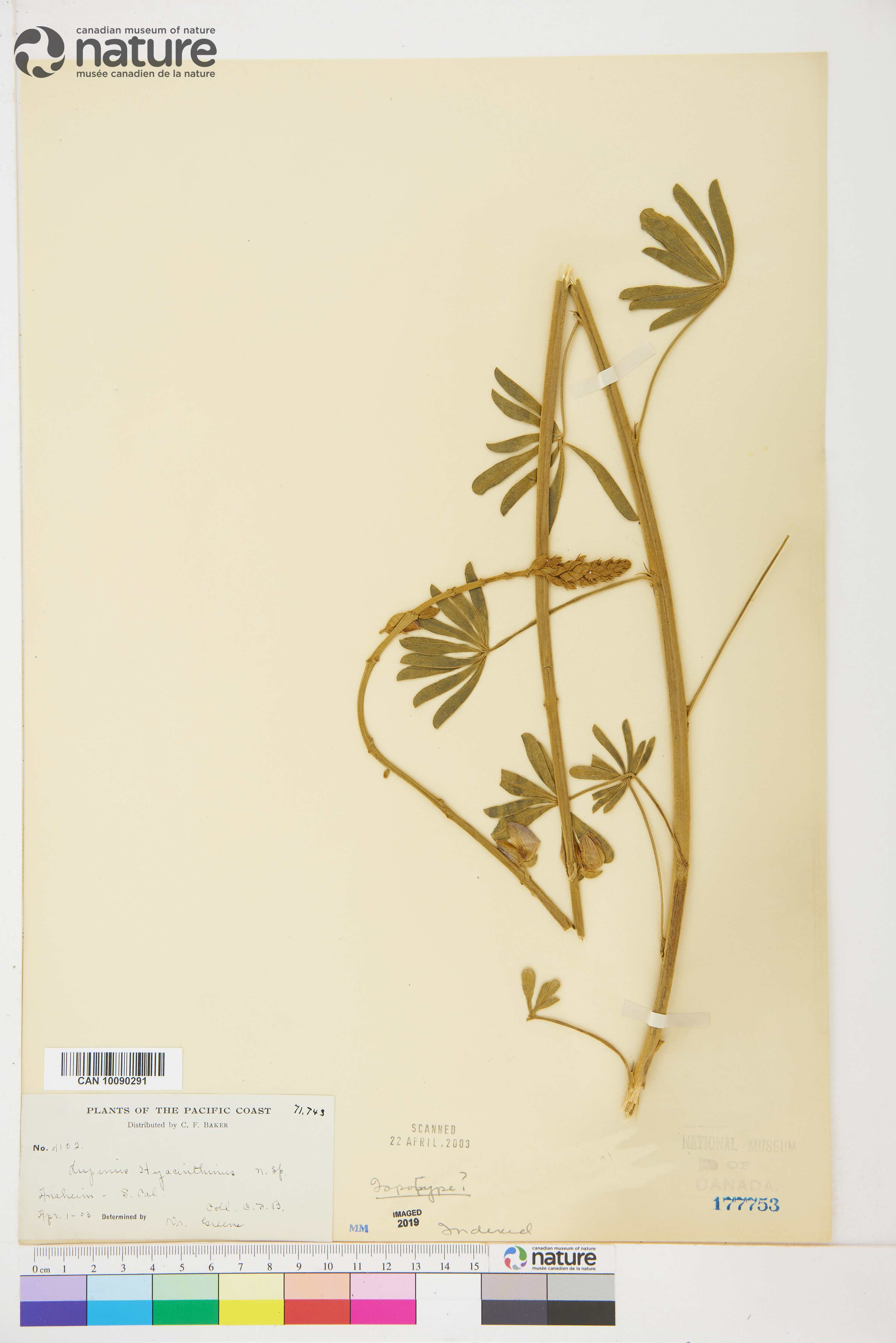 Lupinus hyacinthinus image