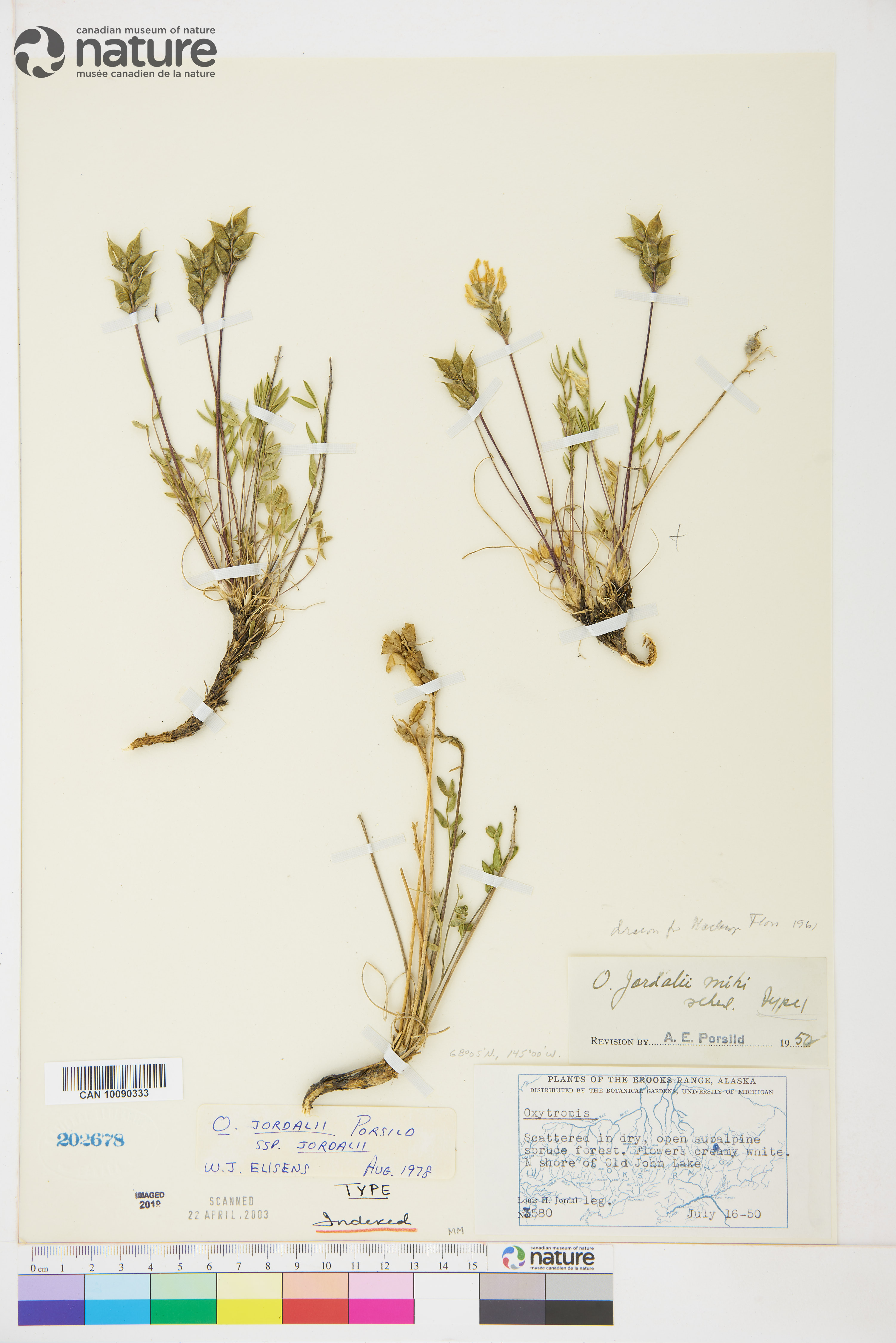 Oxytropis jordalii image