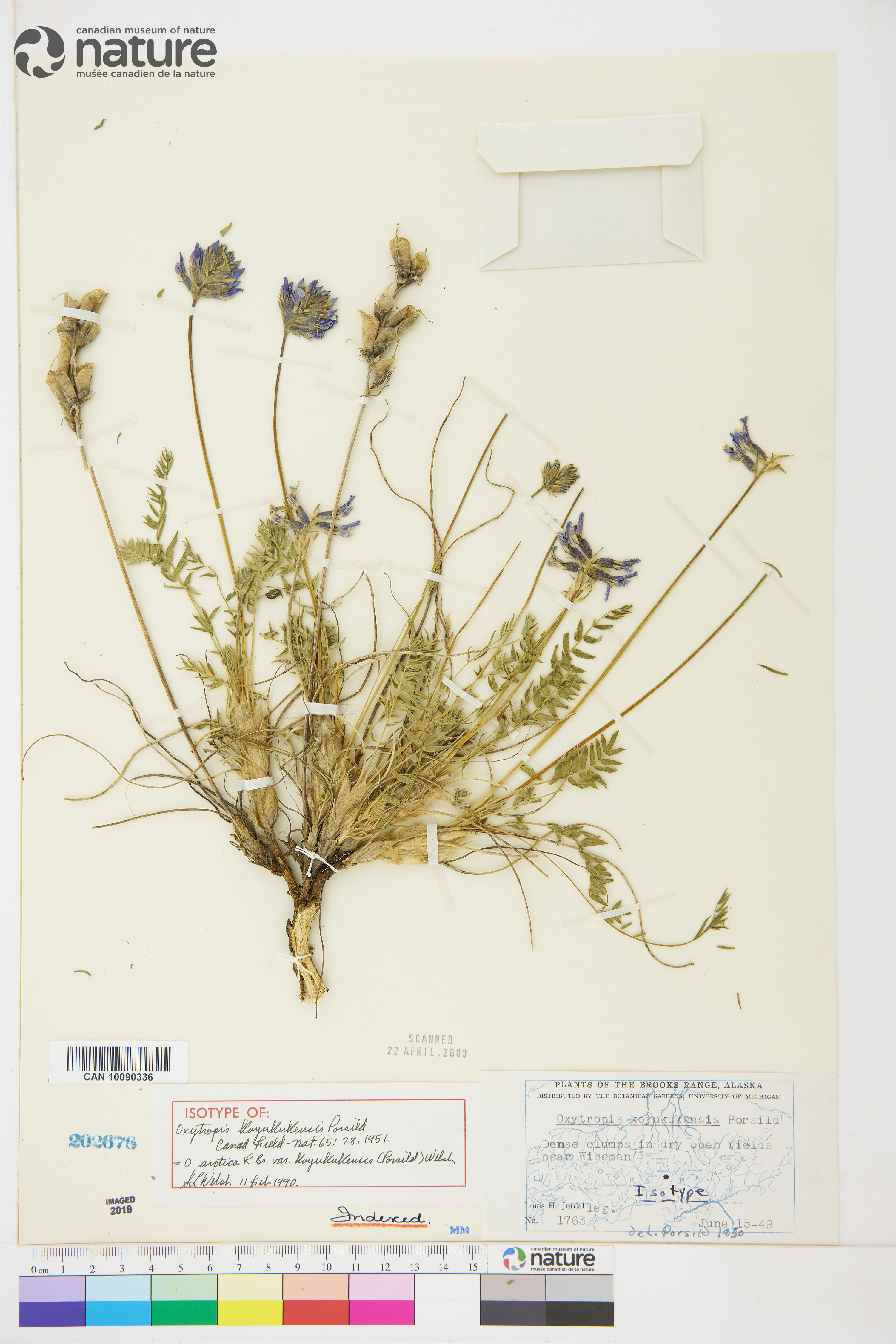 Oxytropis arctica image