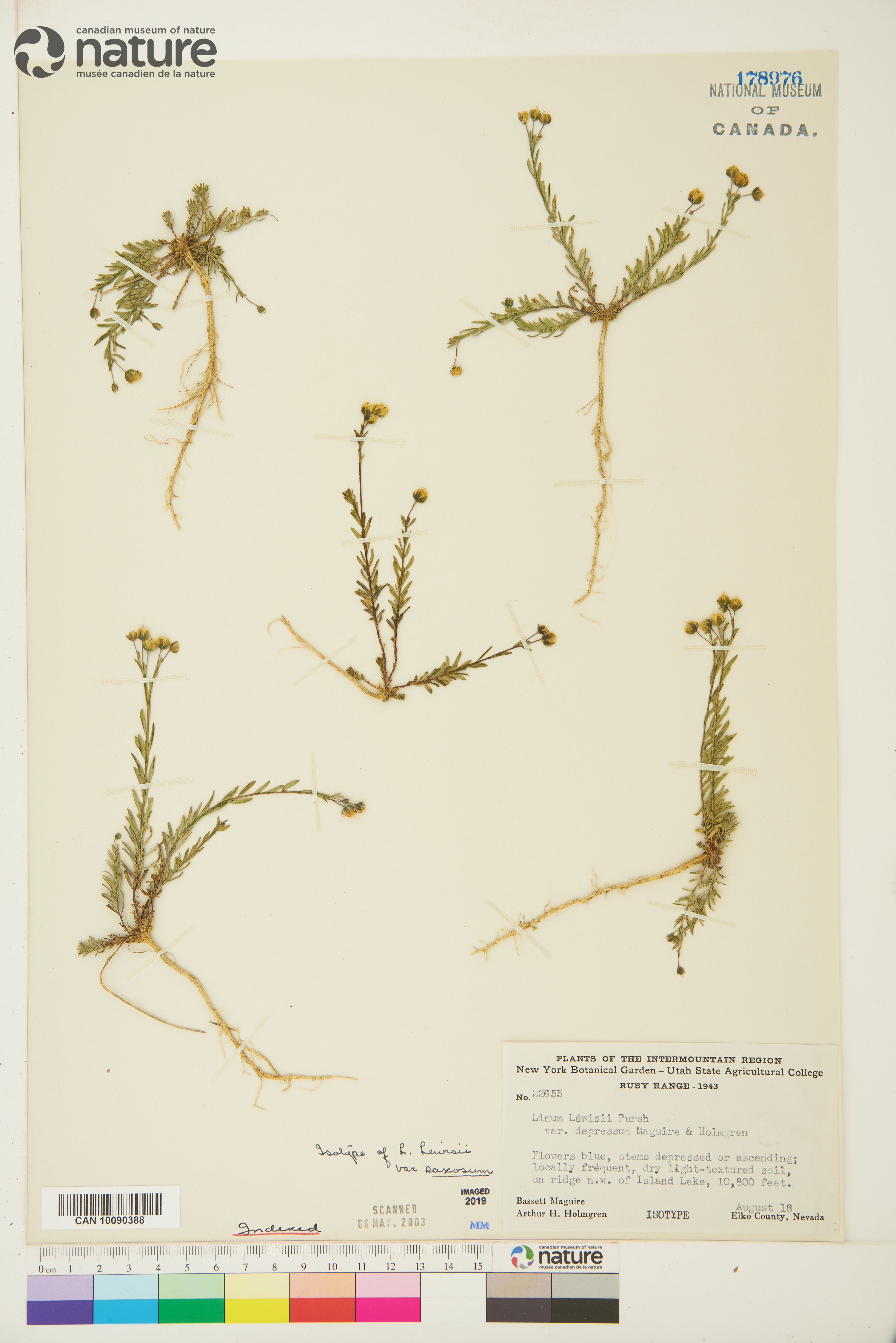 Linum lewisii var. alpicola image