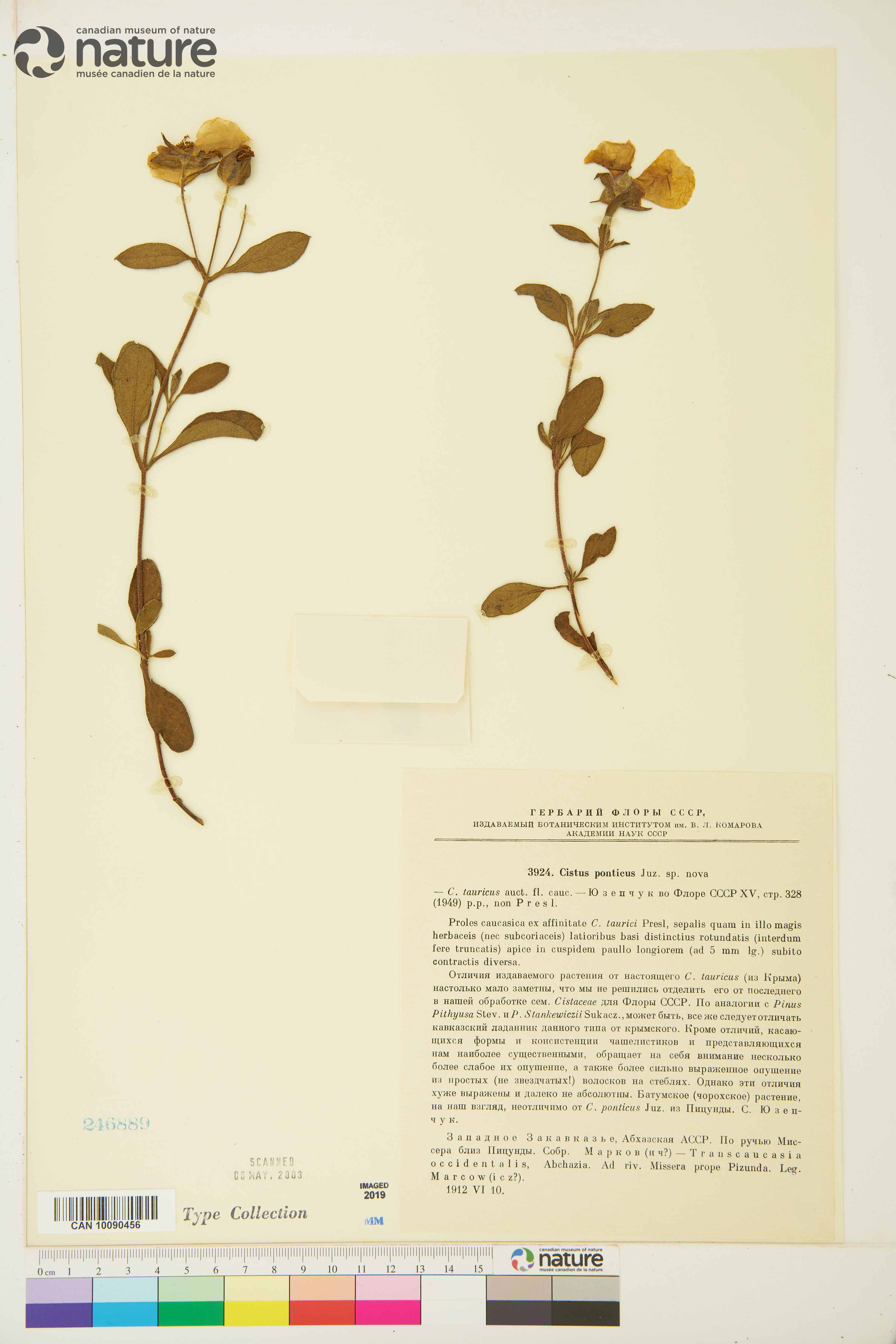 Cistus ponticus image