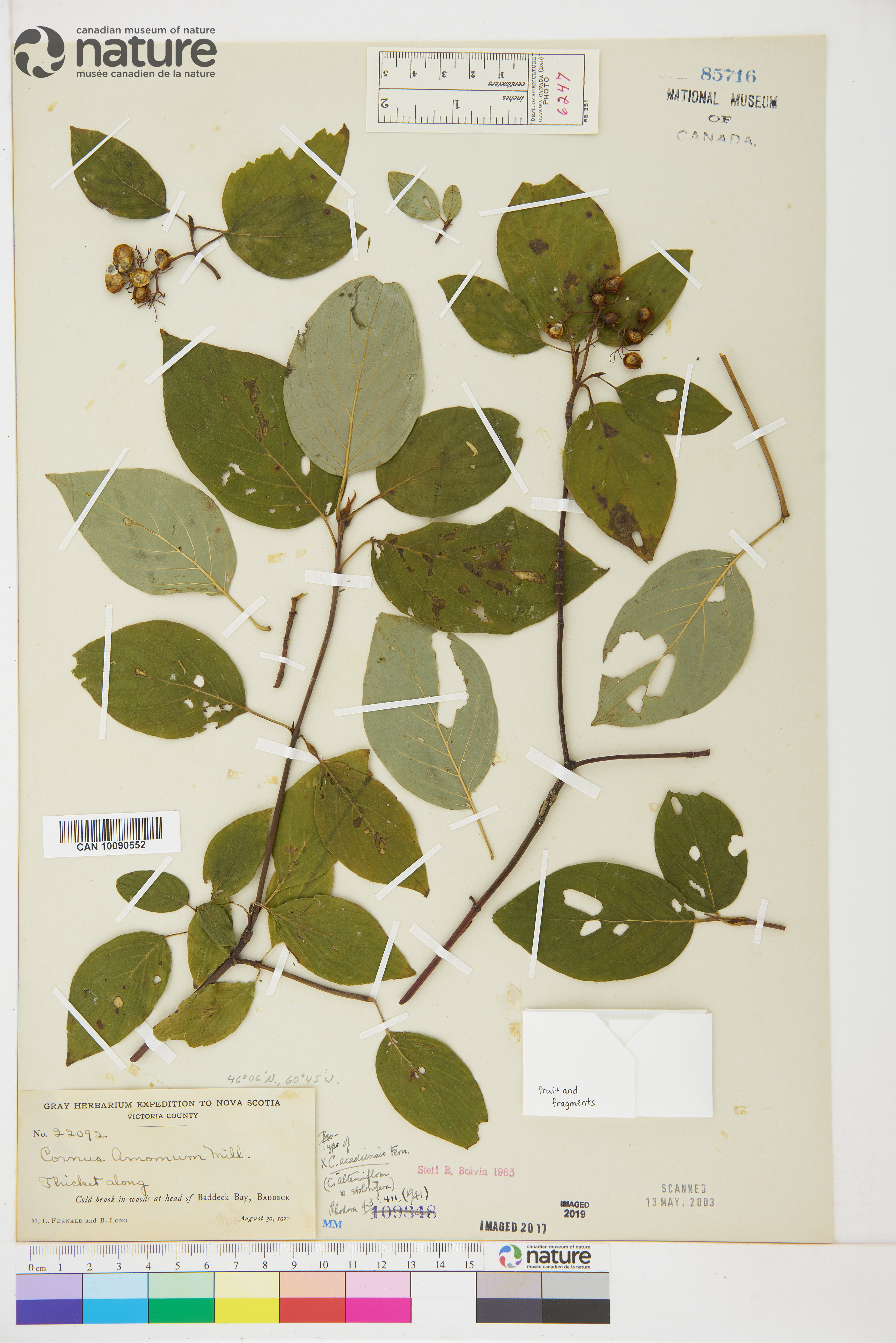 Cornus acadiensis image