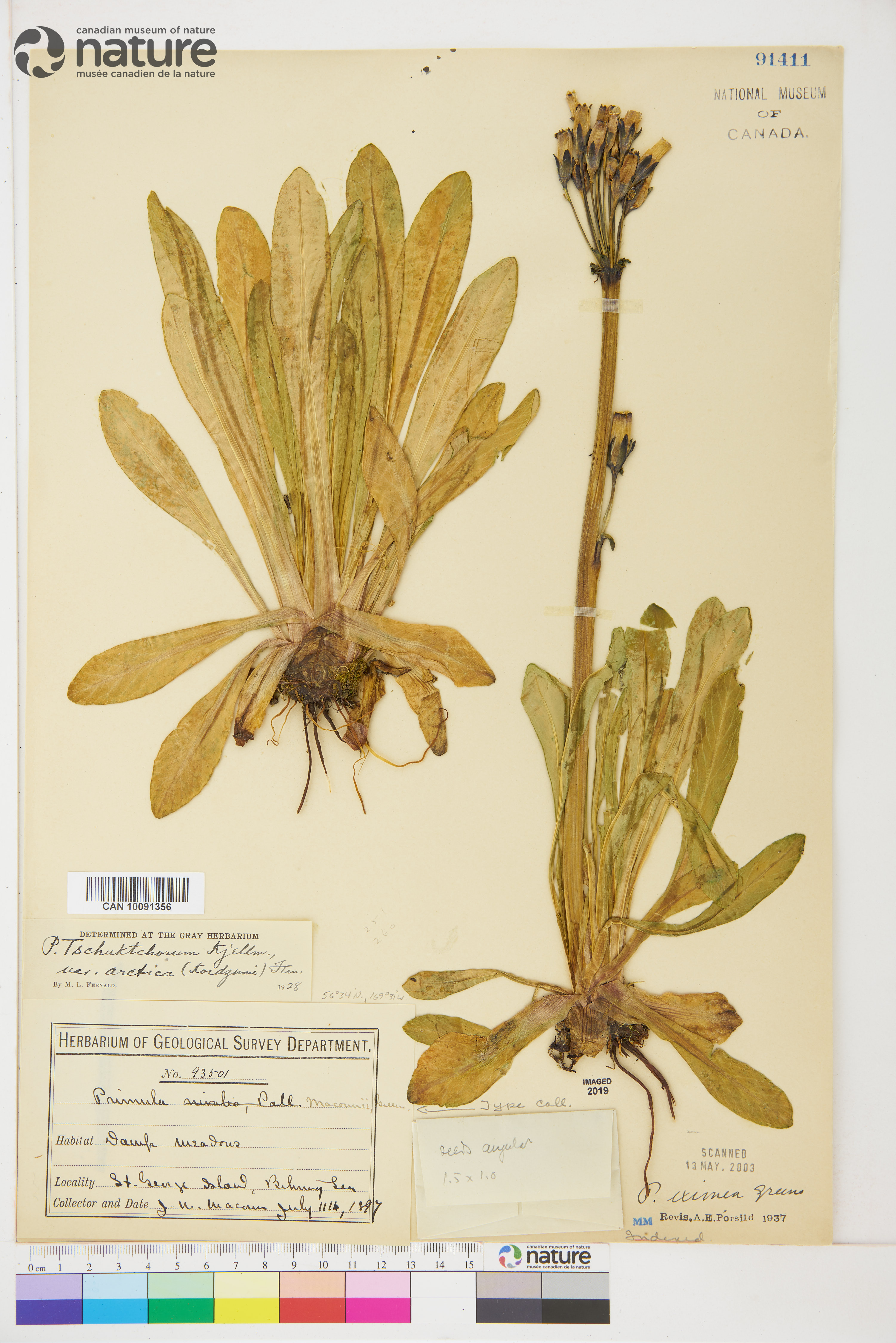 Primula pumila image