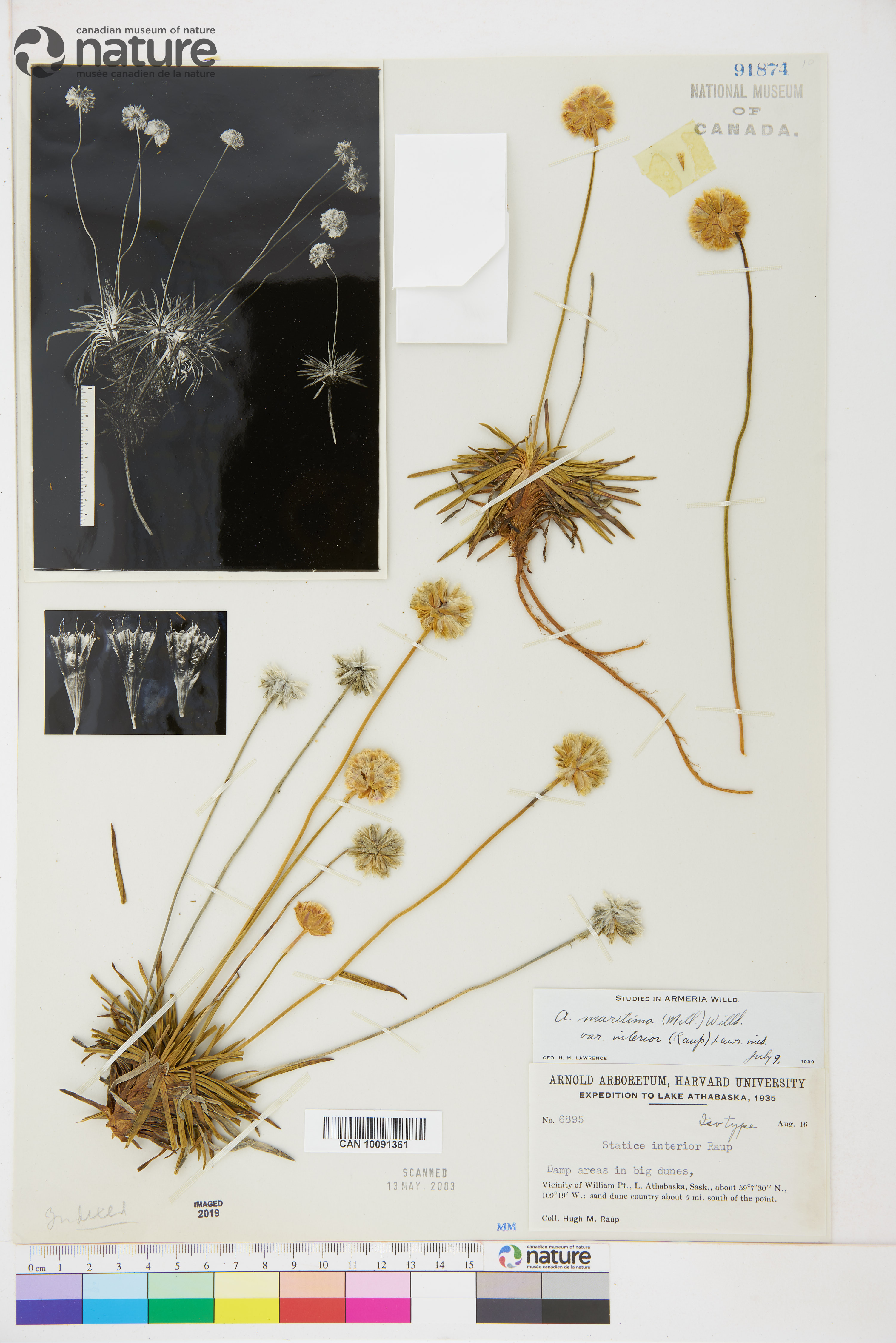 Armeria maritima var. interior image