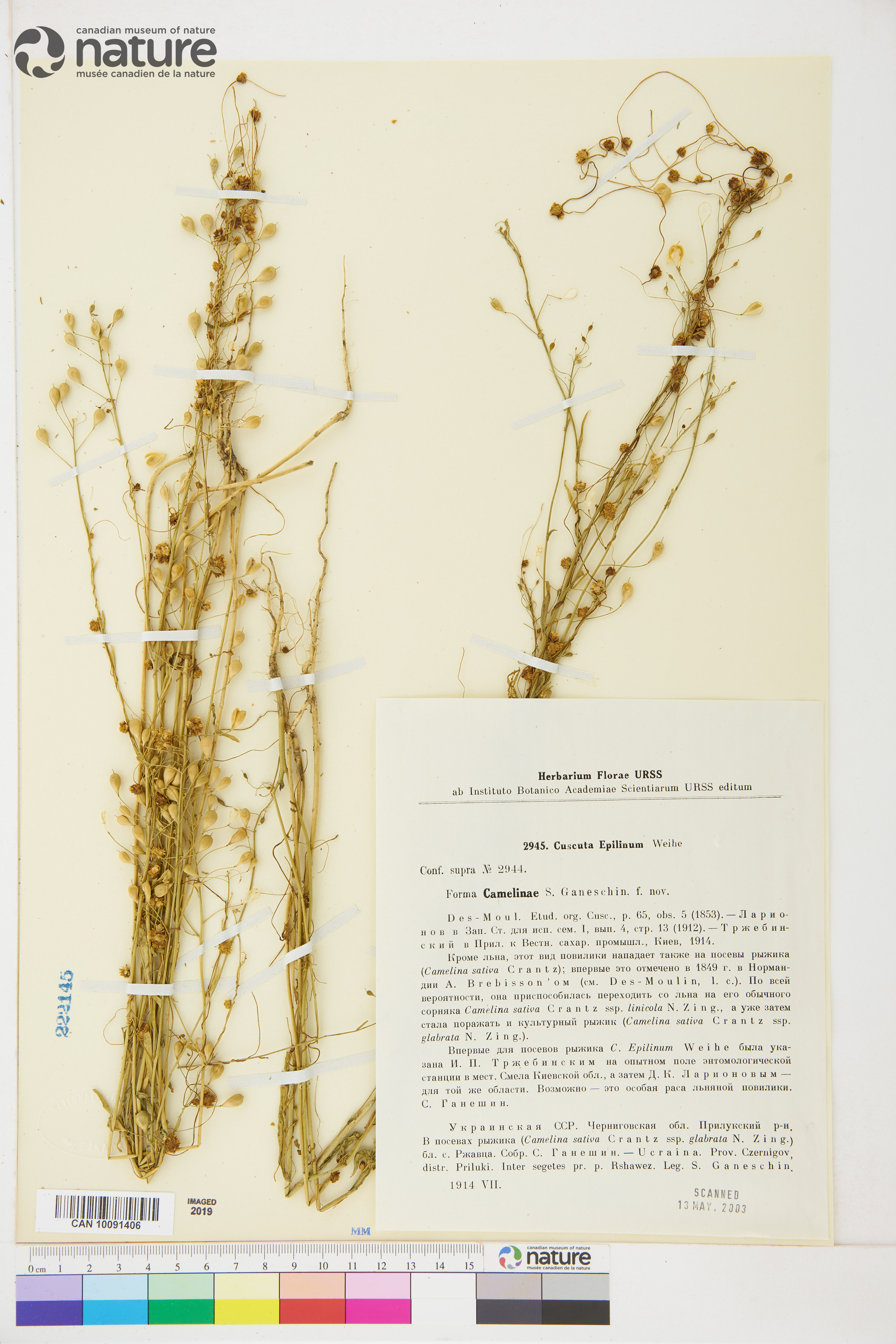 Cuscuta epilinum image