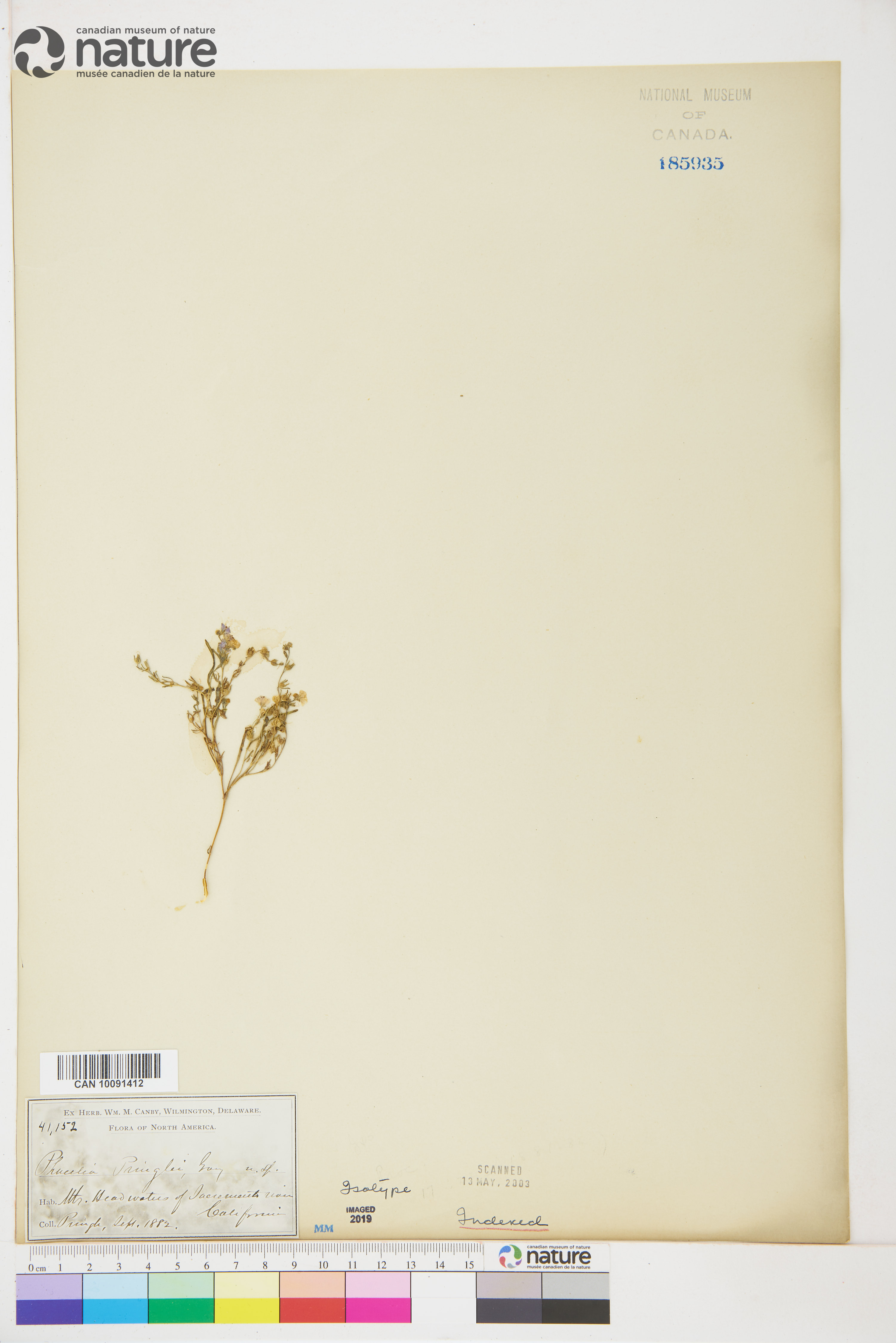 Phacelia pringlei image