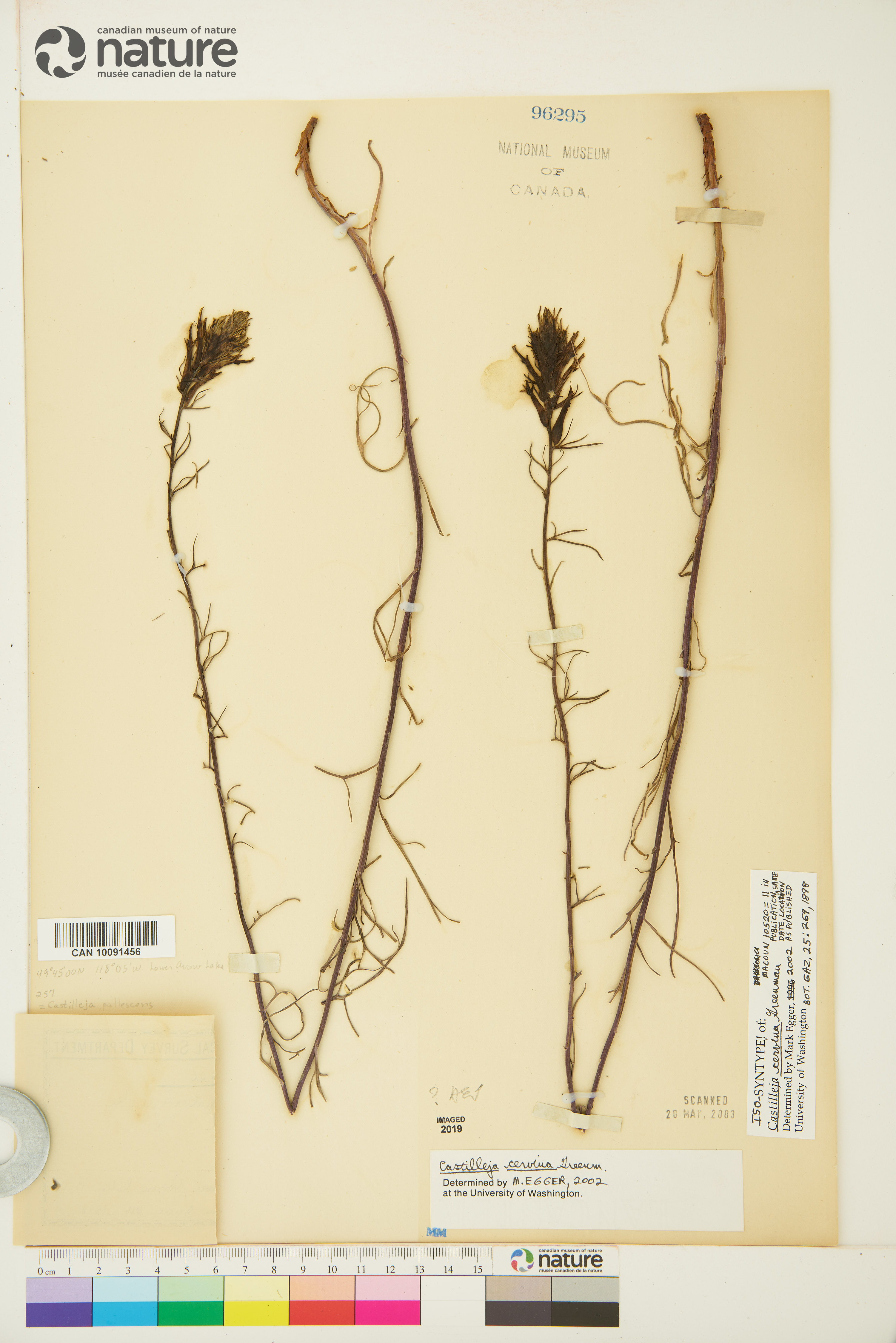 Castilleja cervina image