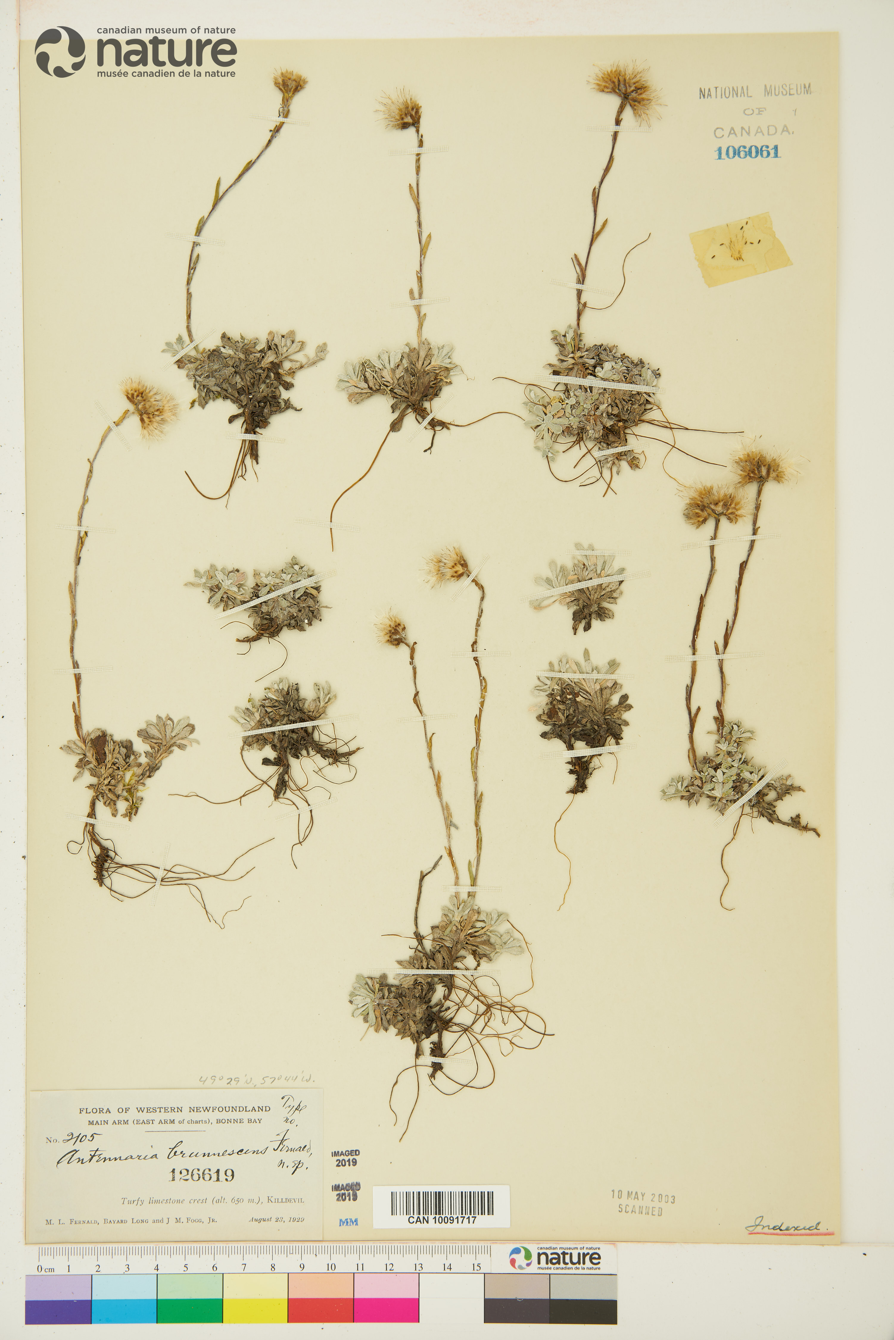 Antennaria alpina image