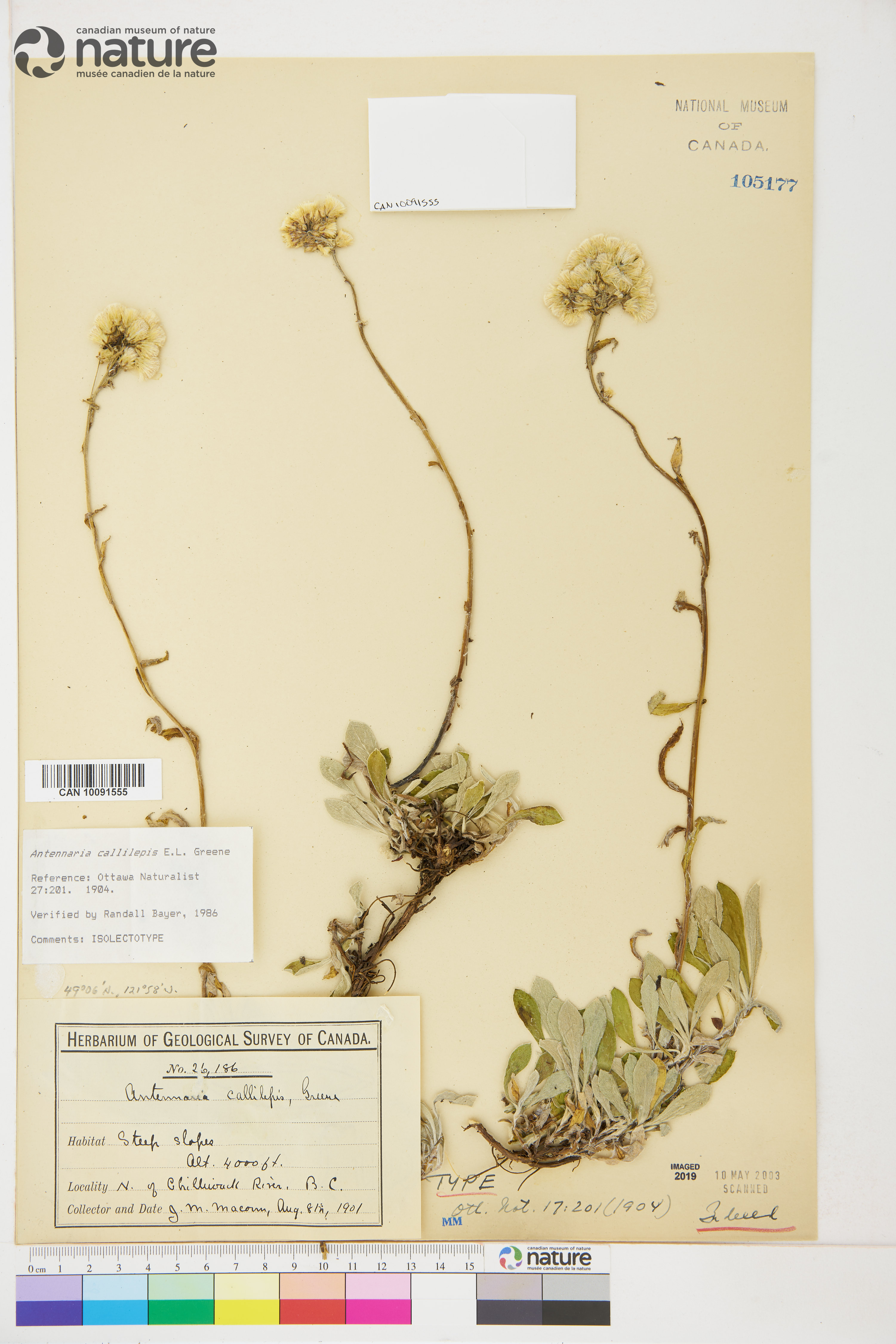 Antennaria howellii subsp. howellii image