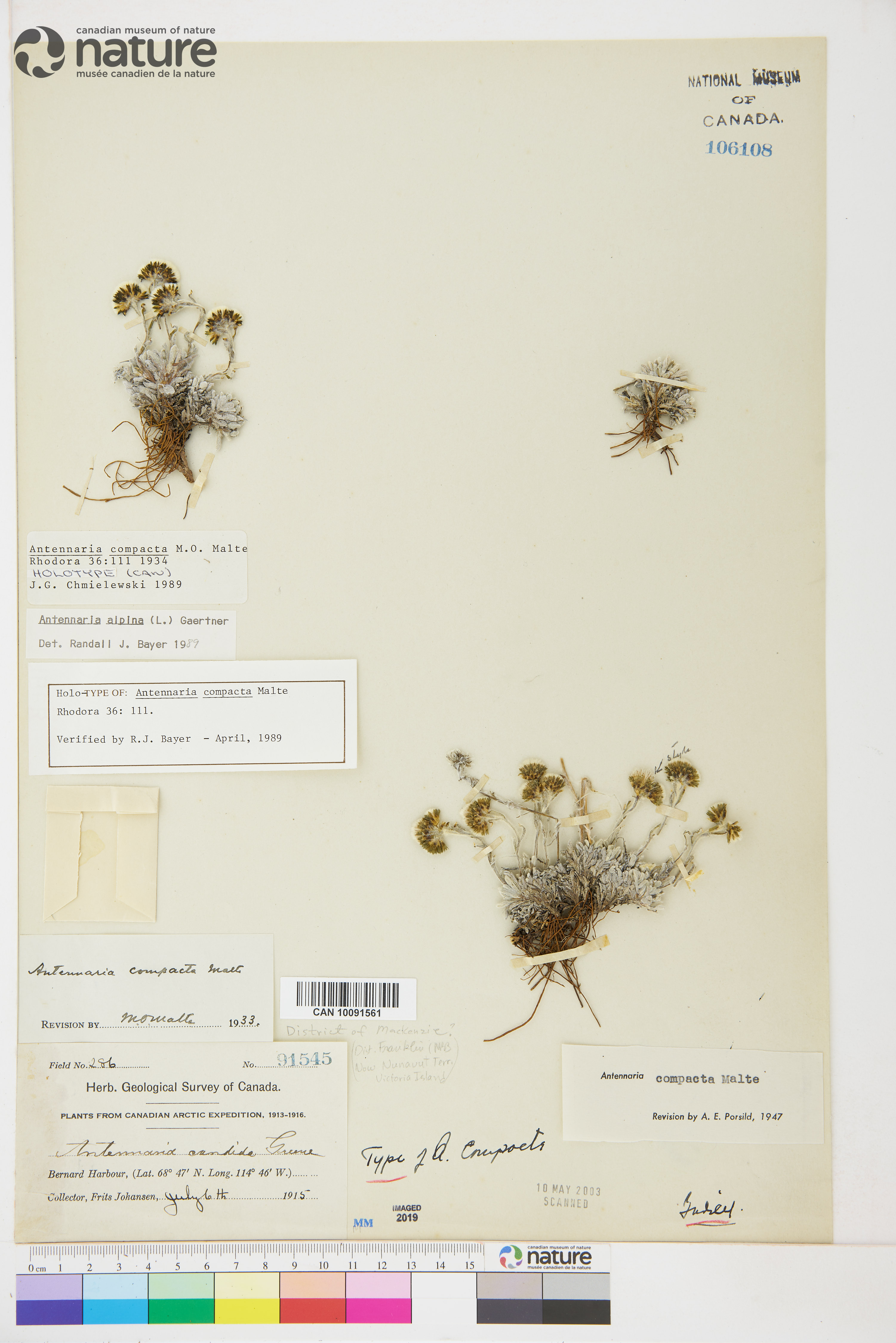 Antennaria alpina image