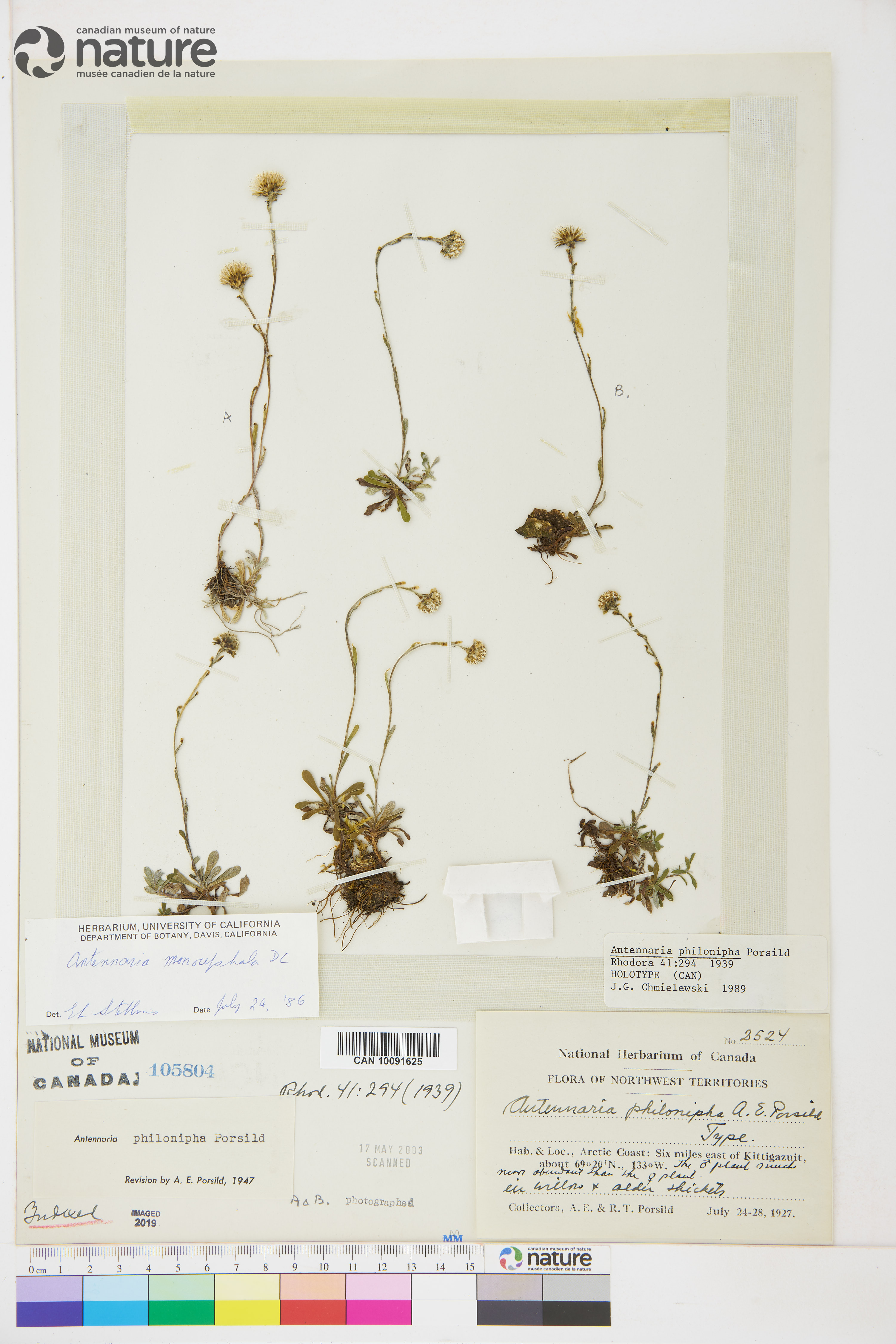 Antennaria monocephala image