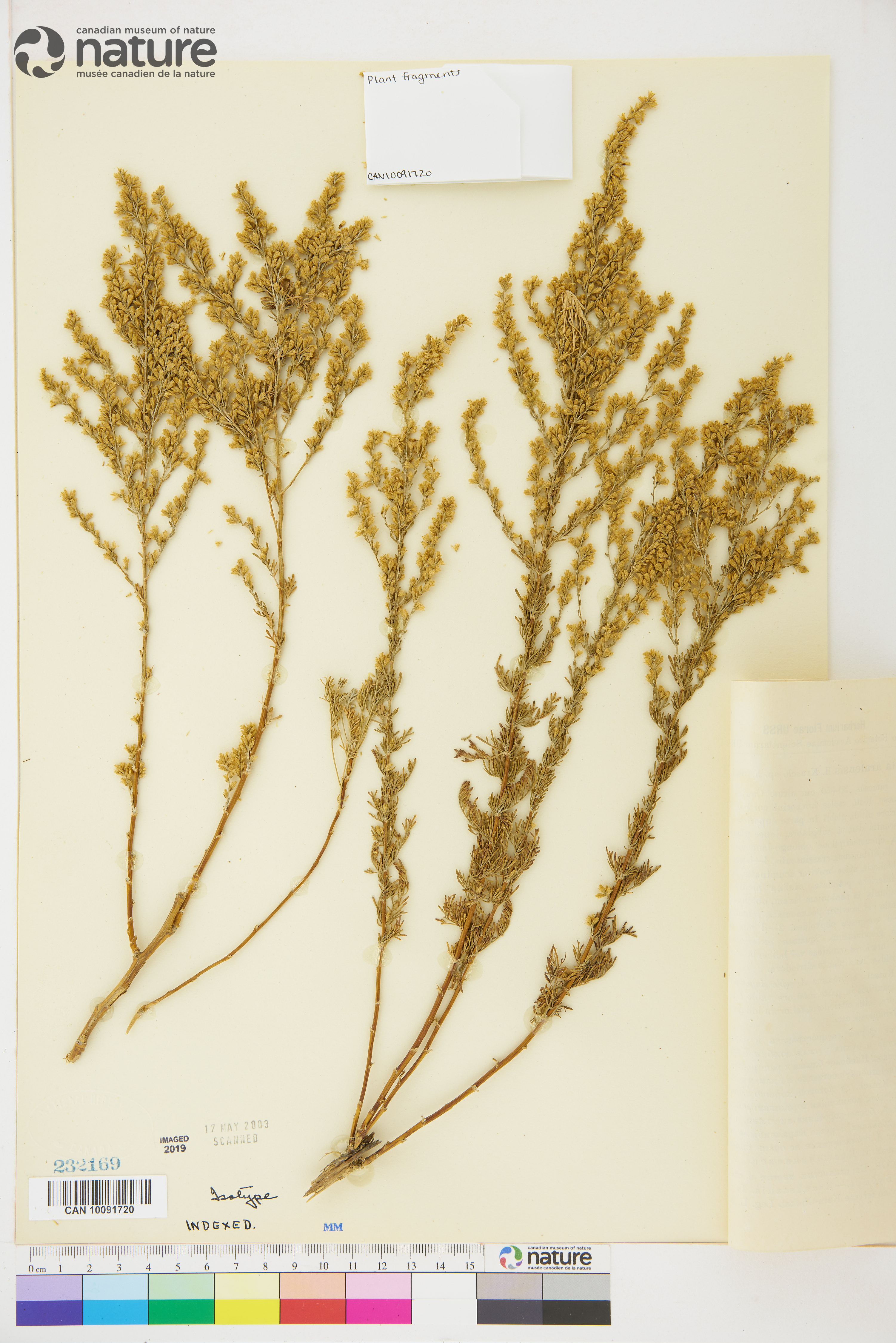 Artemisia aralensis image