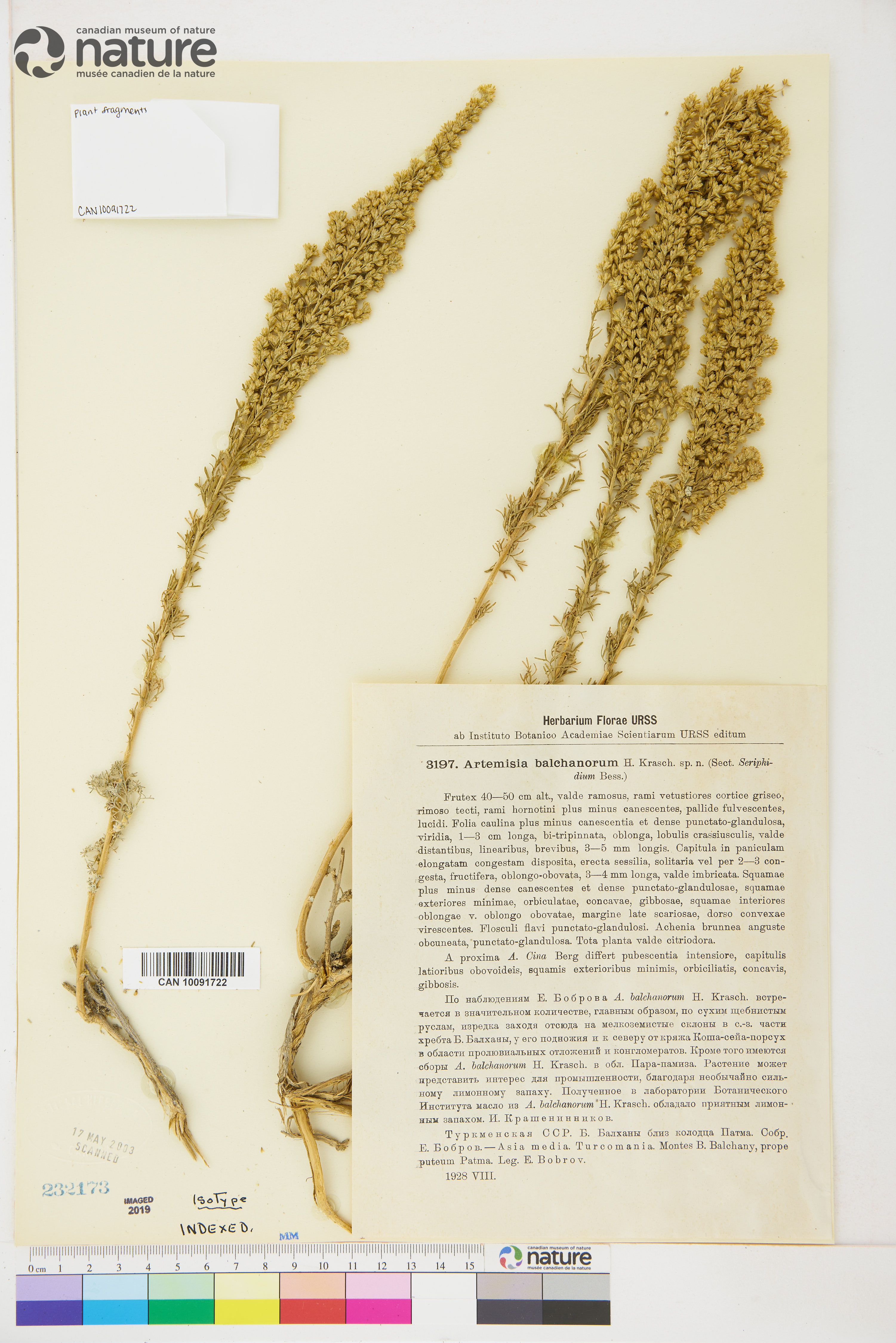 Seriphidium balchanorum image