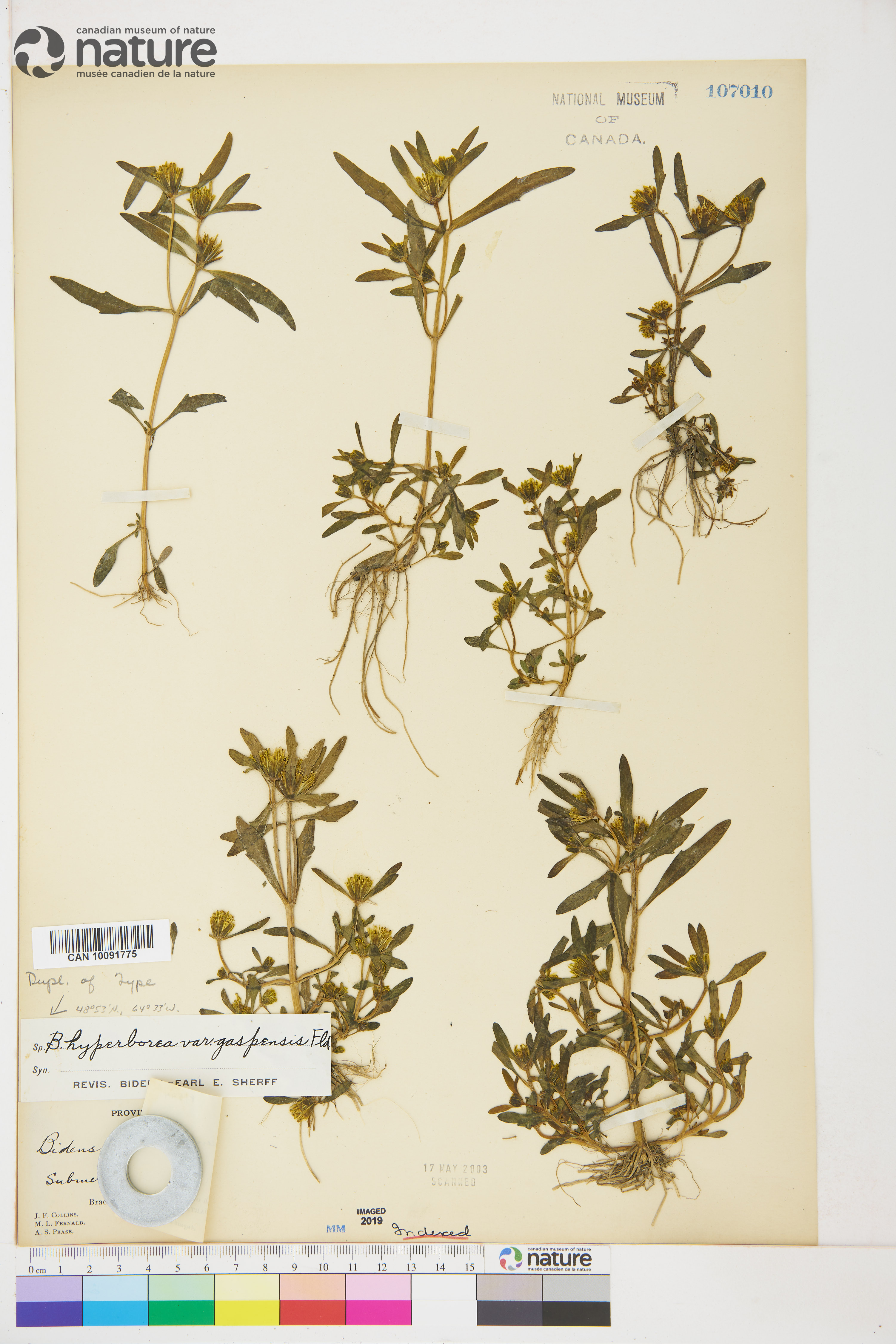 Bidens hyperborea image