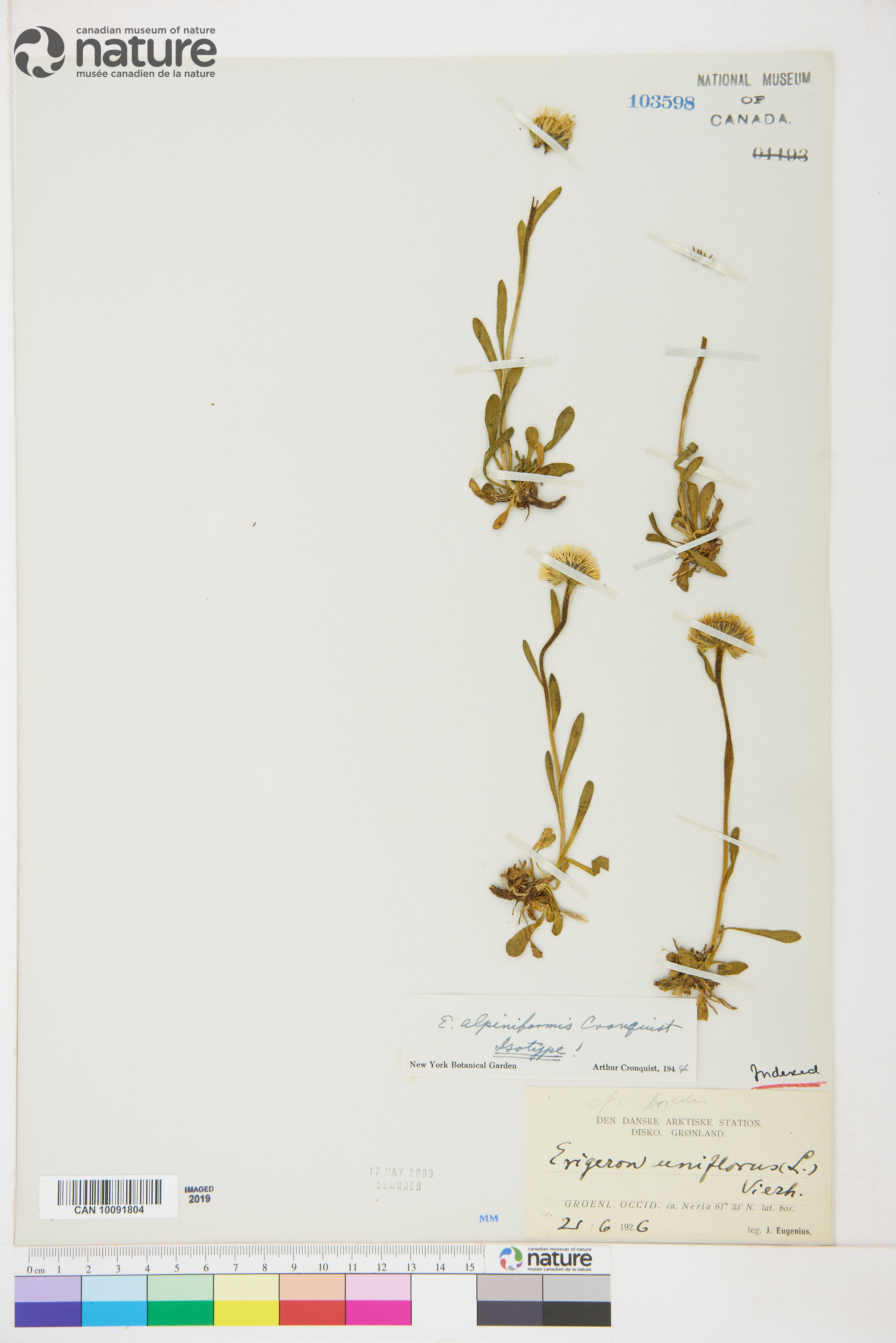 Erigeron alpiniformis image