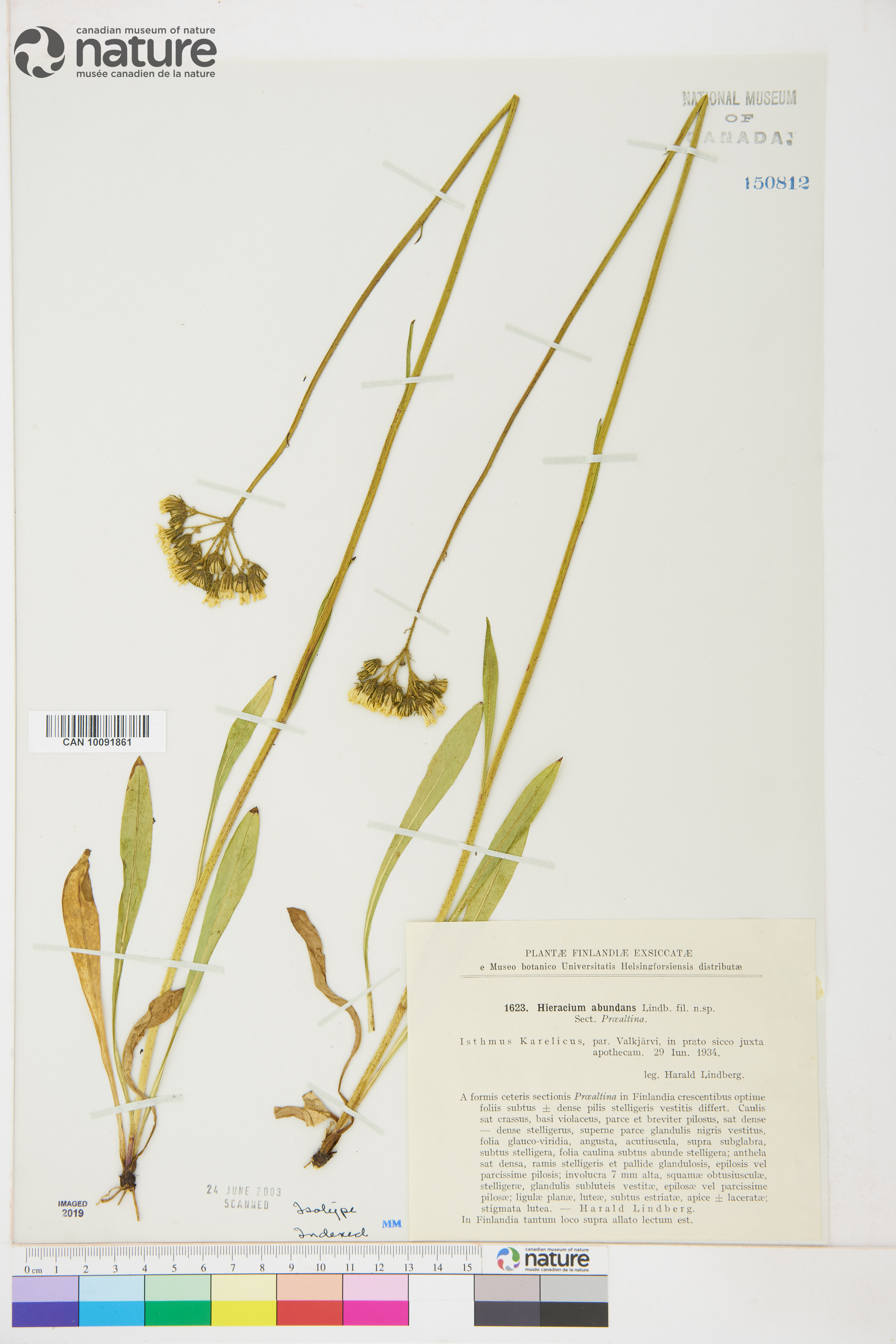 Hieracium aterrimum image
