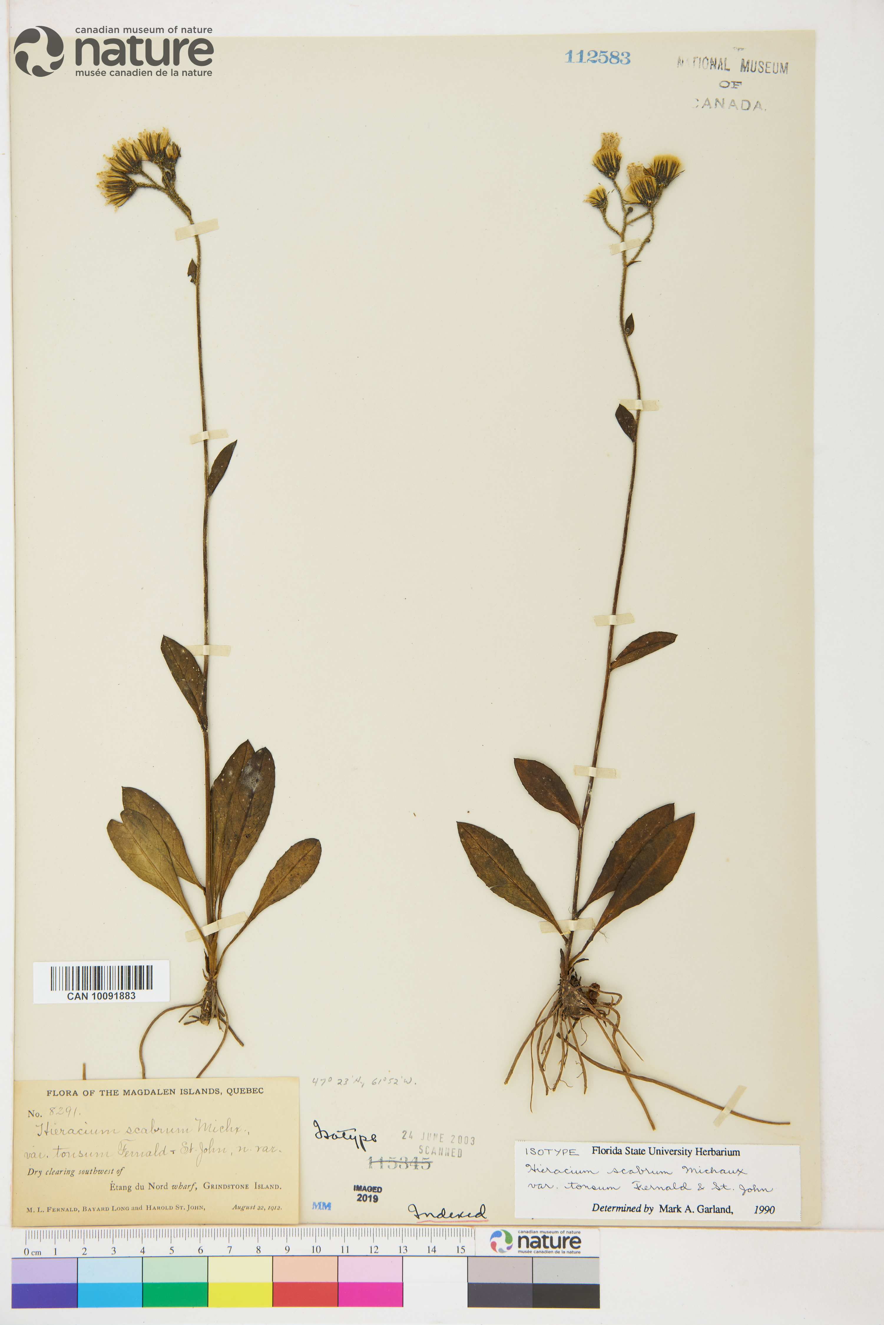 Hieracium scabrum var. tonsum image