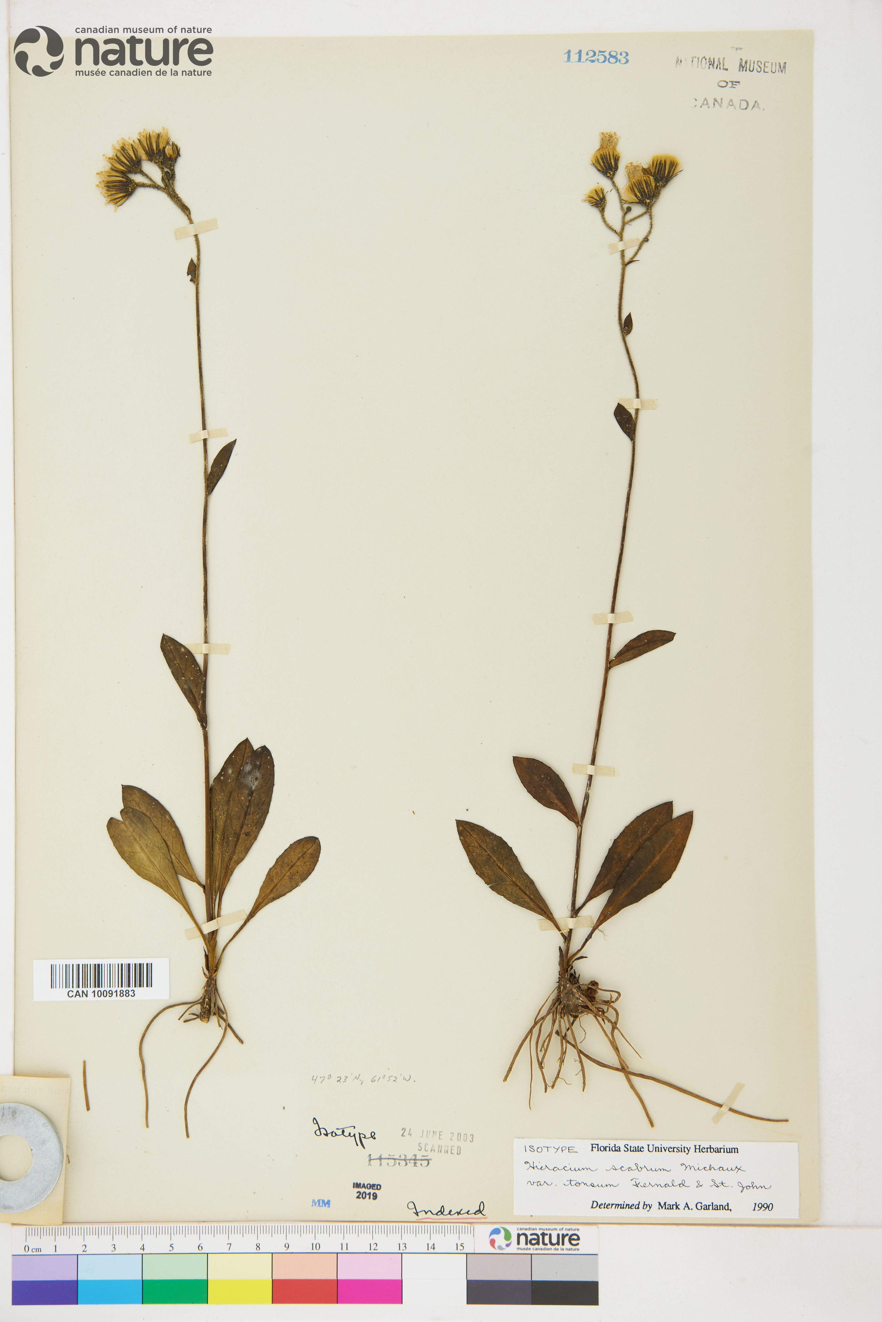 Hieracium scabrum var. tonsum image