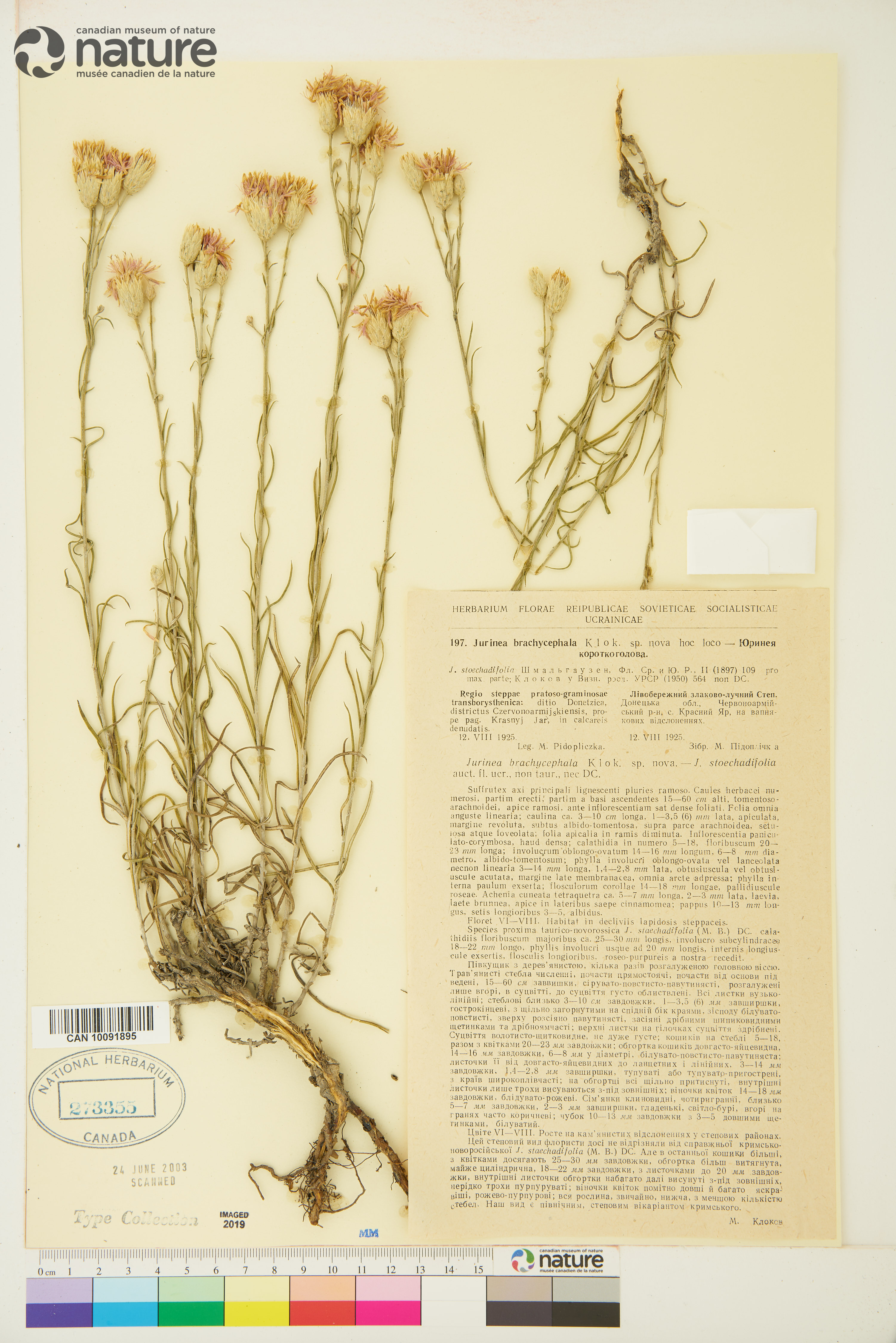Jurinea stoechadifolia image